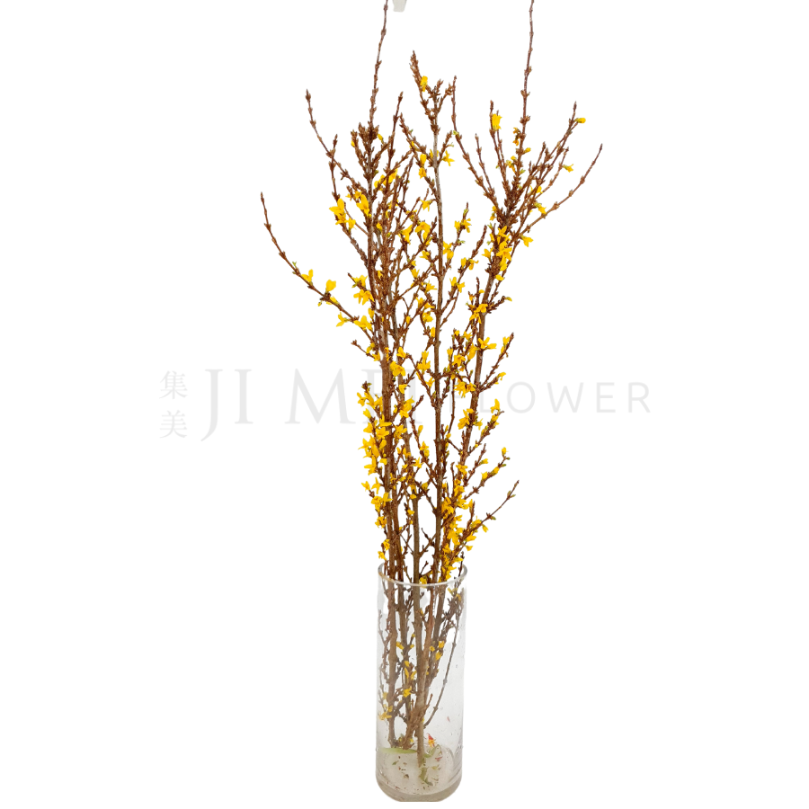 Forsythia 迎春花 90cm