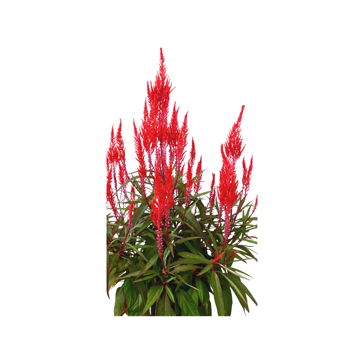 Celosia 凤尾 Single Color (Red)