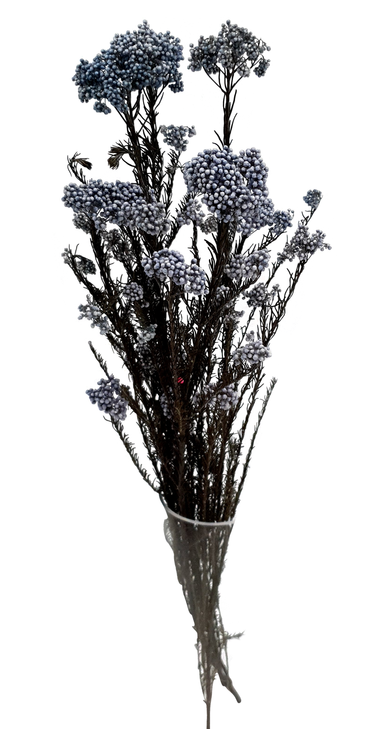 Preserved Rice flower