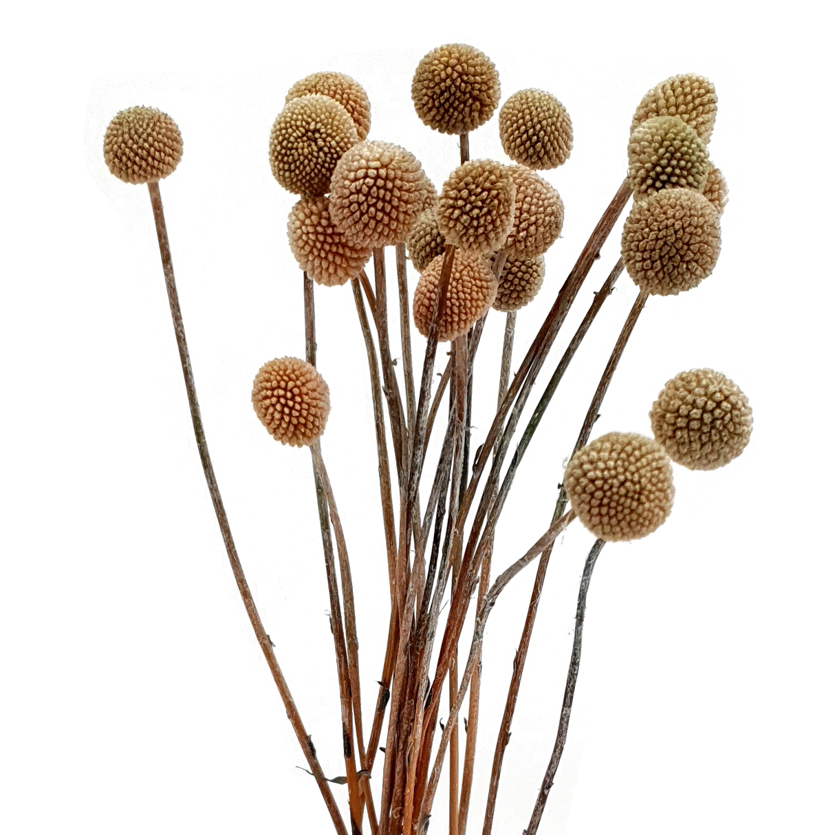 Sphere-shaped houseplant made of natural material.