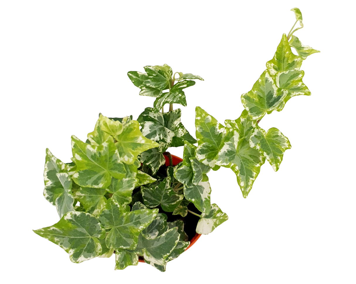 Hedera Ivy