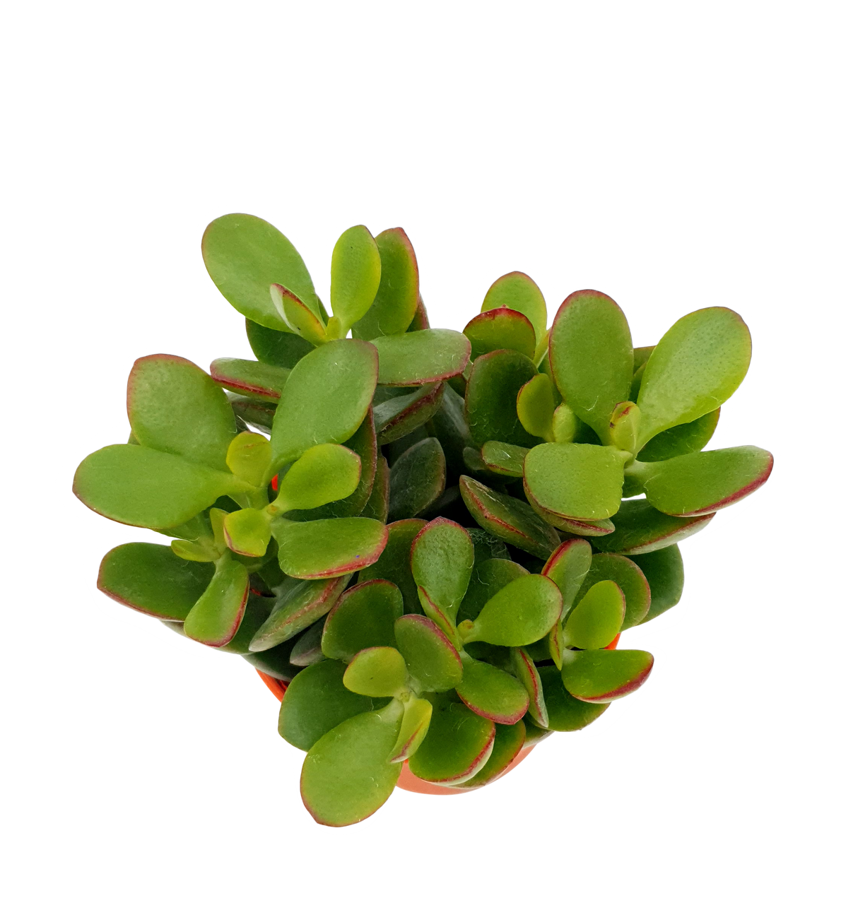 Crassula (Mini Pot 8.5cm)