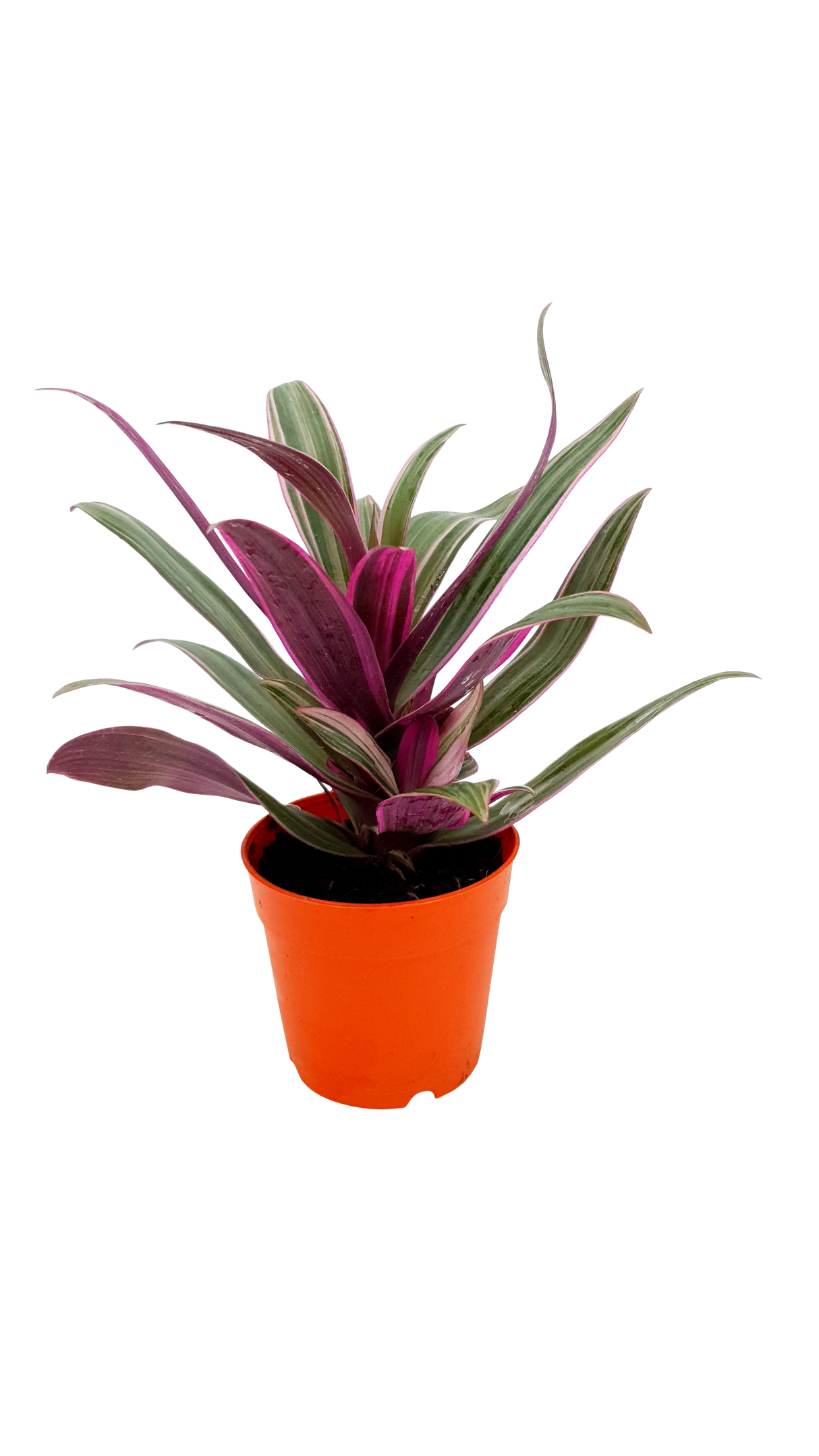 Rhoeo (Tradescantia spathacea)