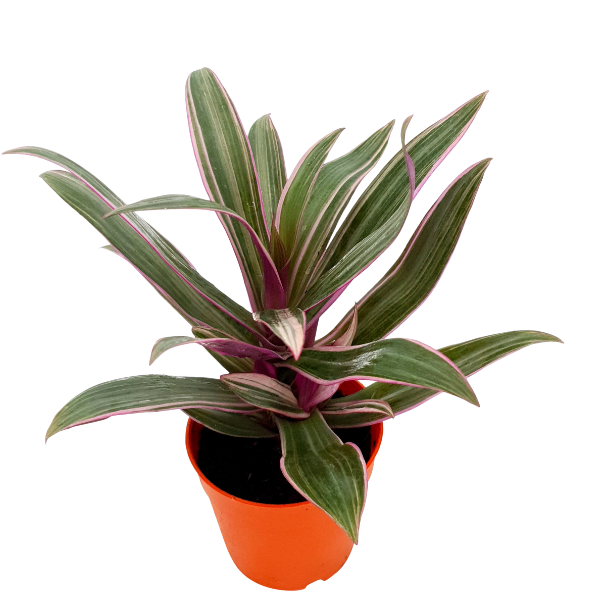 rhoeo plant indoor or outdoor Rhoeo (Tradescantia spathacea)