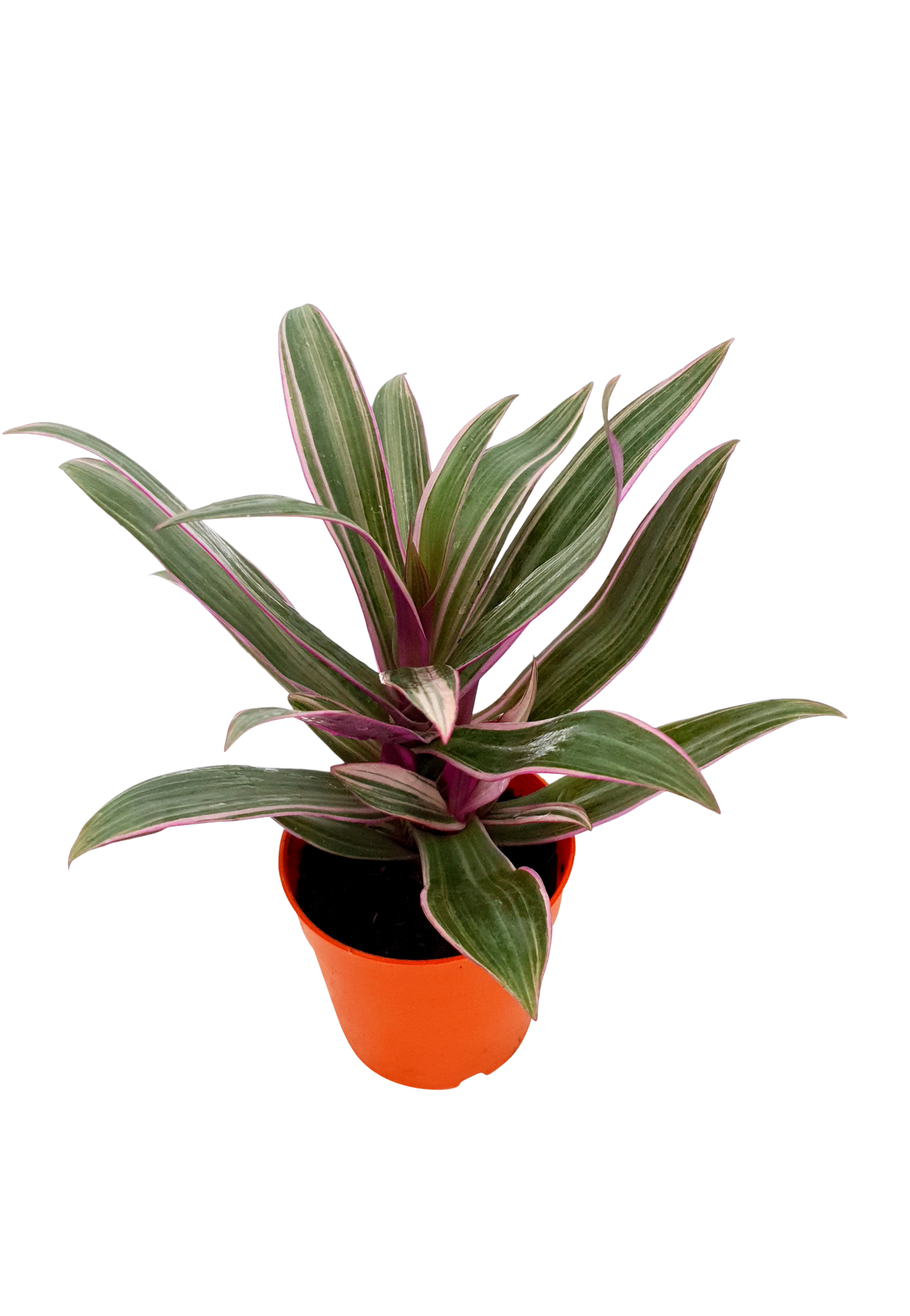 Rhoeo (Tradescantia spathacea)