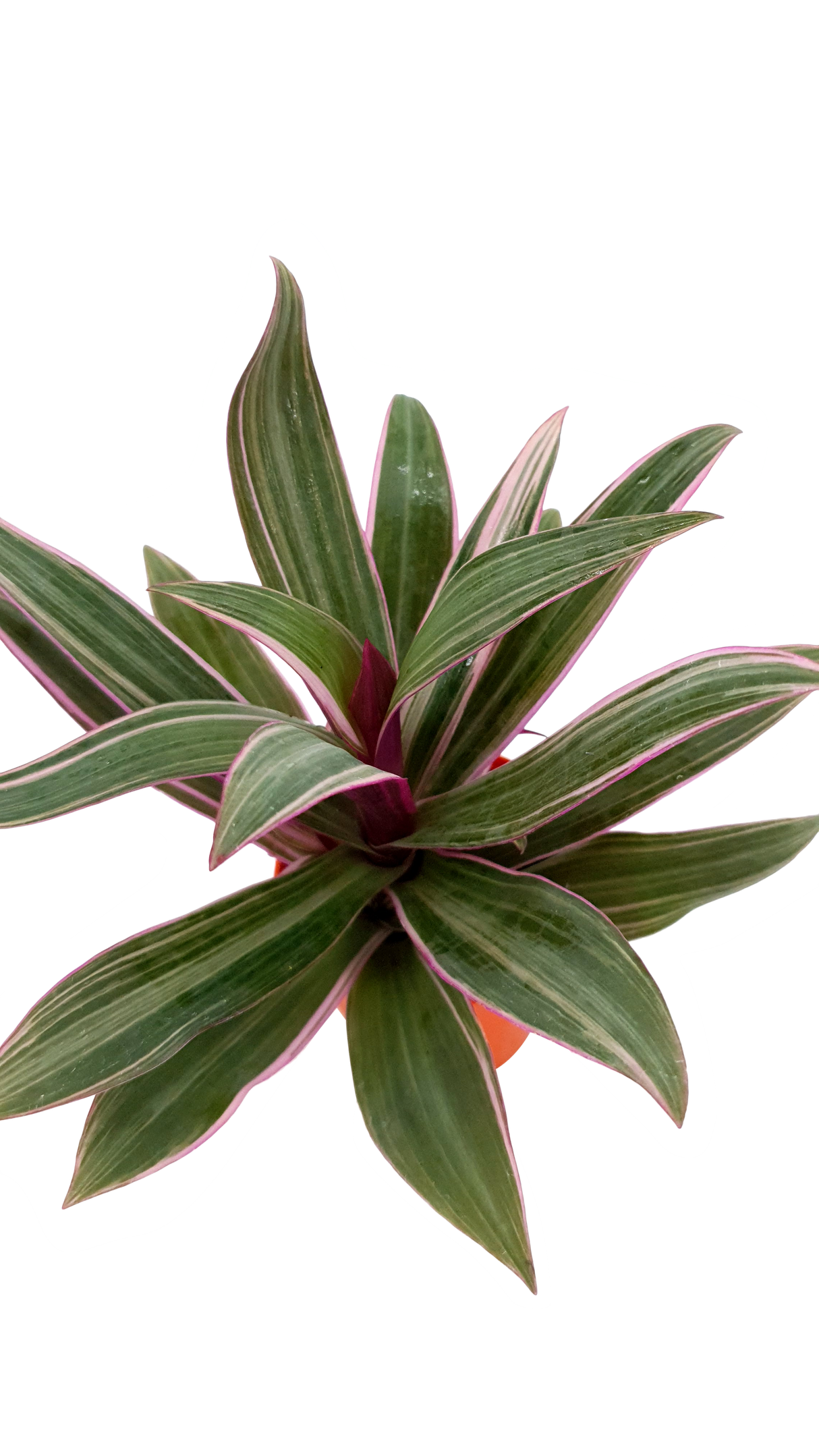 Rhoeo (Tradescantia spathacea)