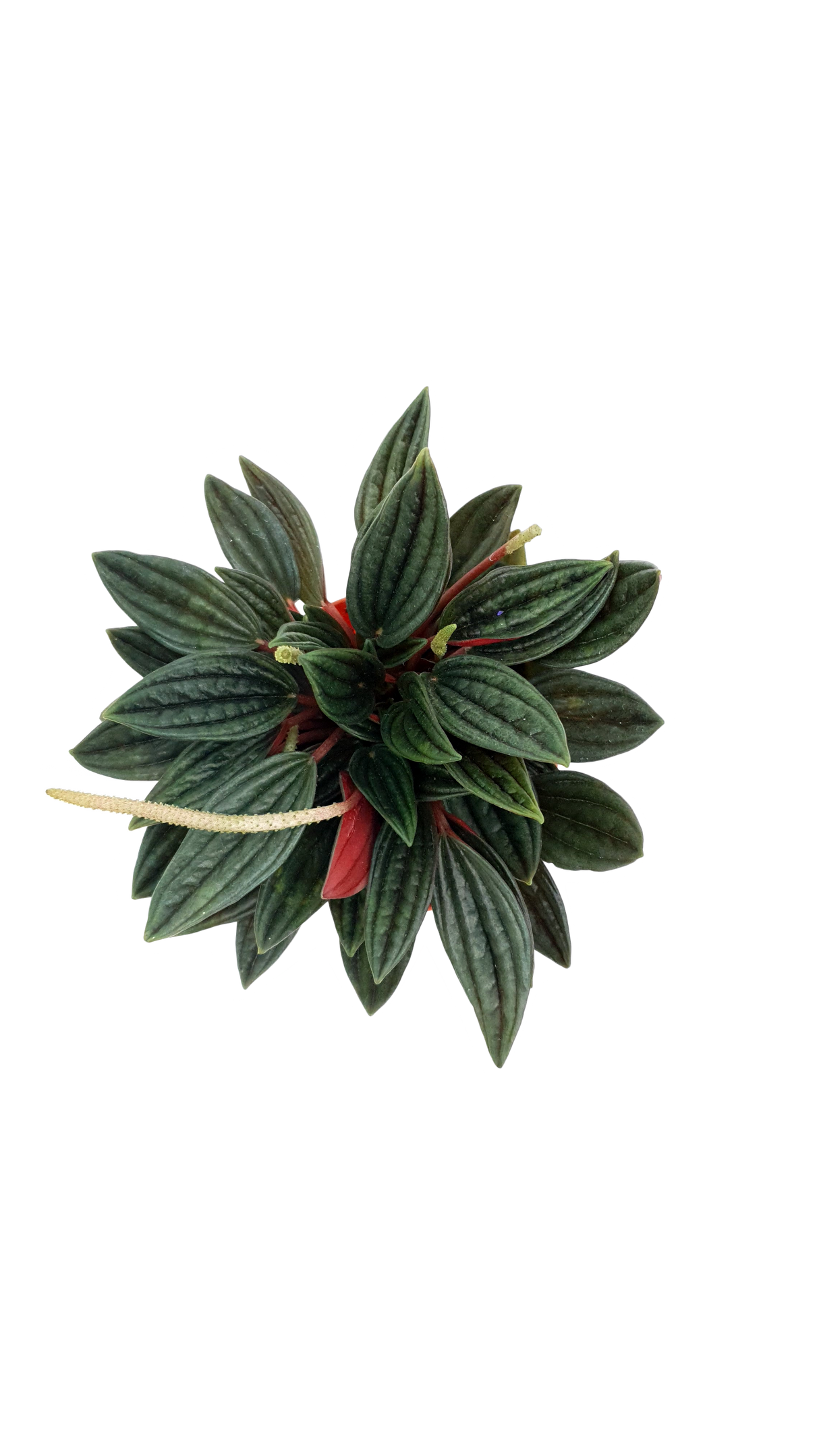 Peperomia Caperata Rosso