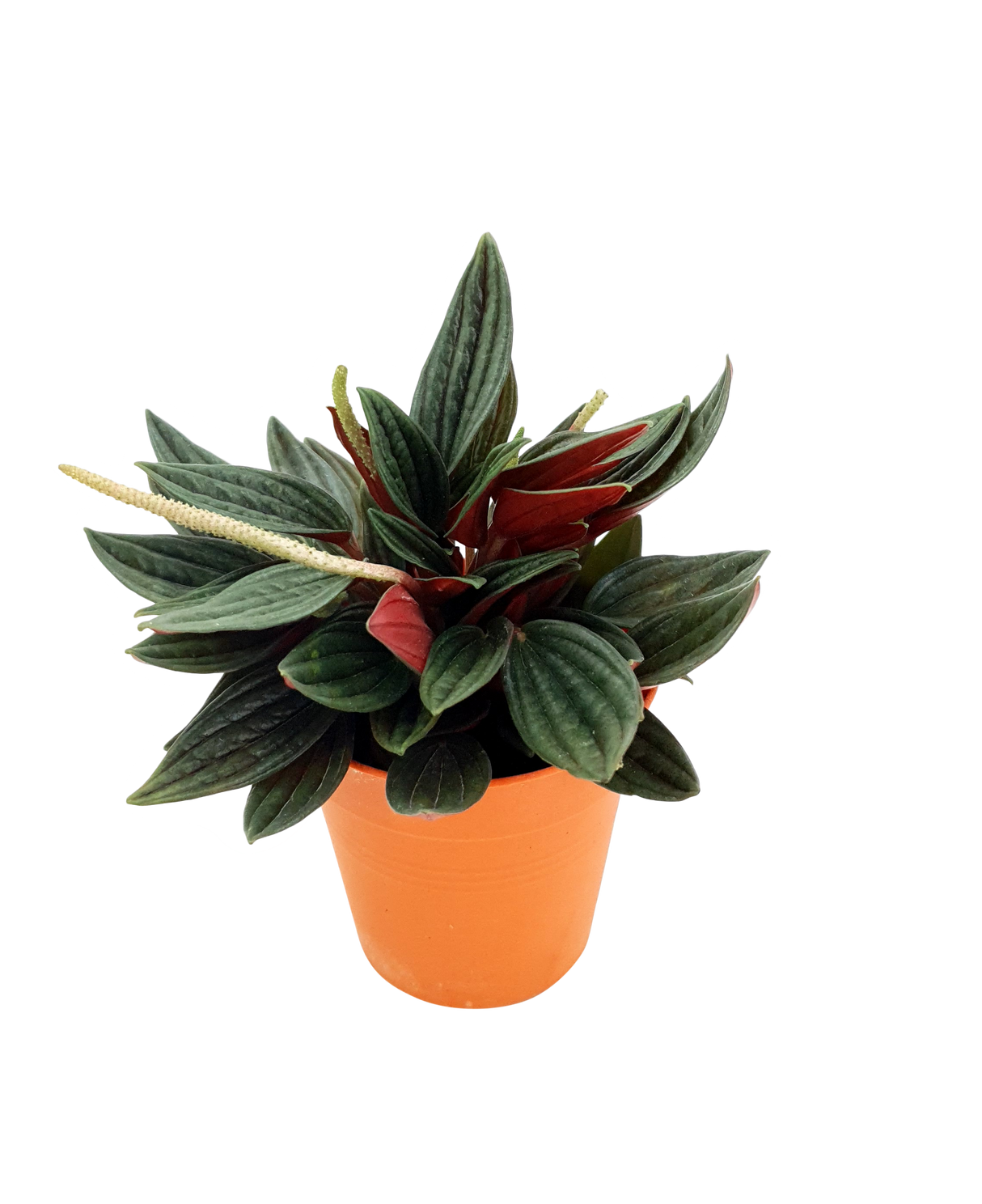 Peperomia Caperata Rosso