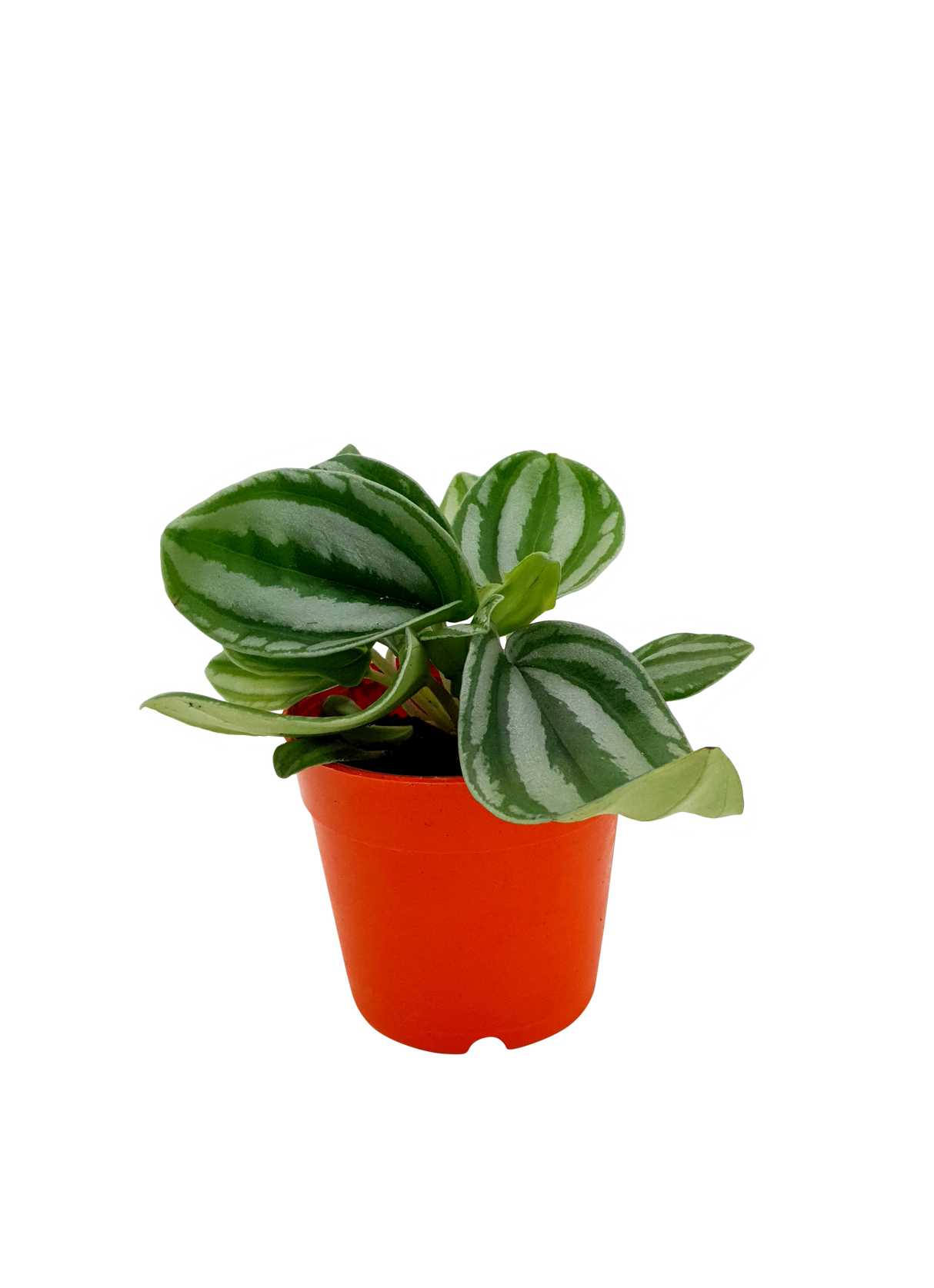 Peperomia Watermelon