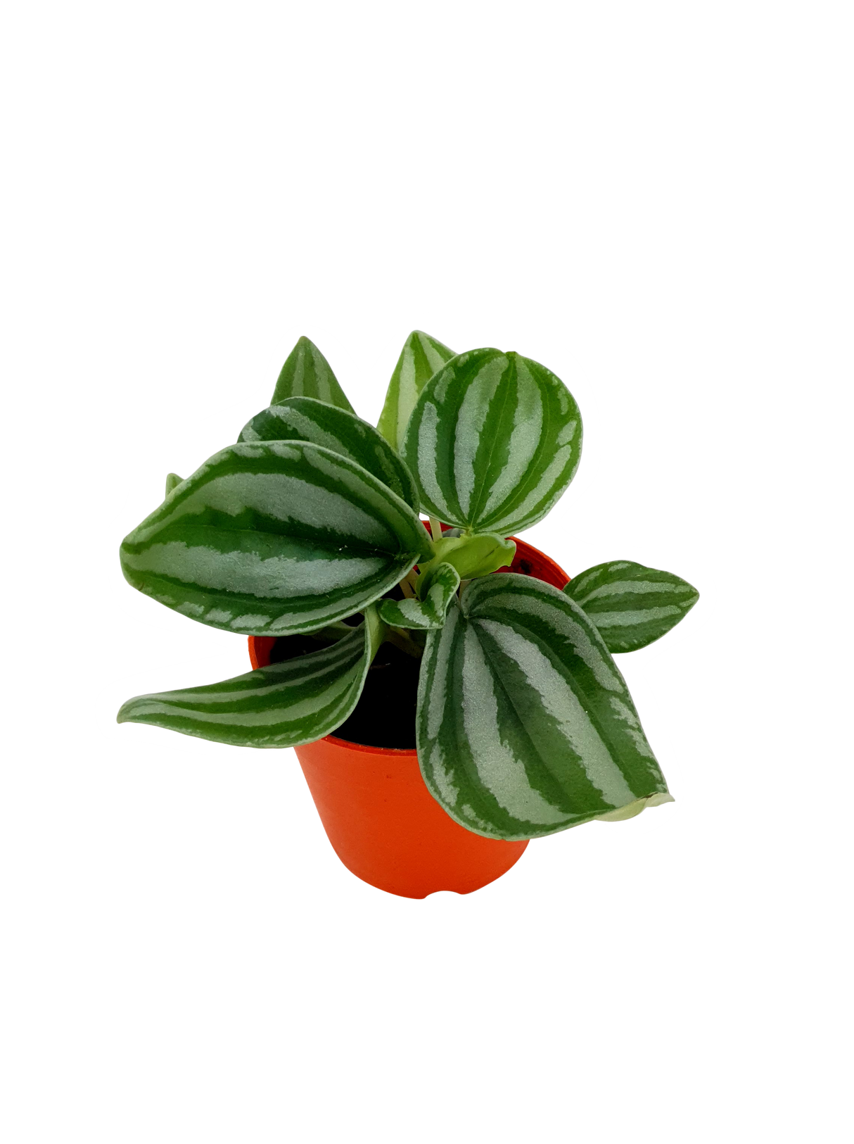 Peperomia Watermelon
