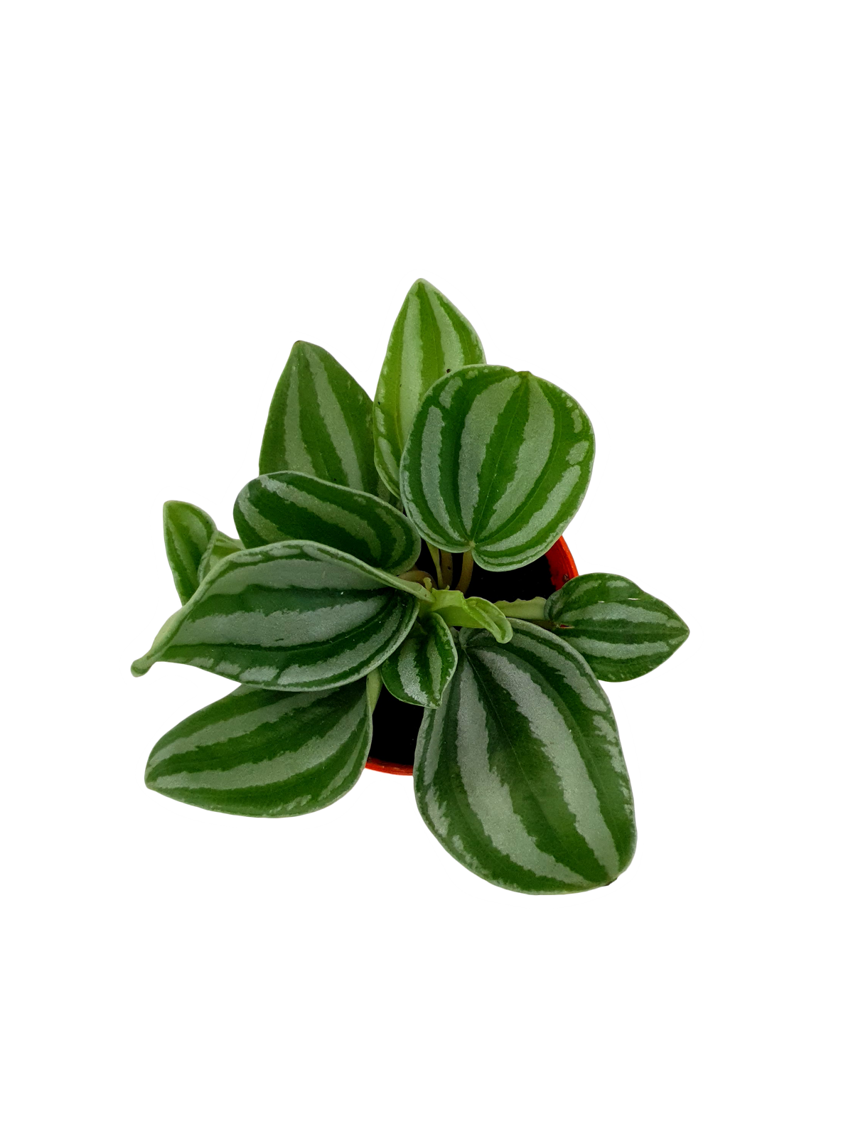 Peperomia Watermelon