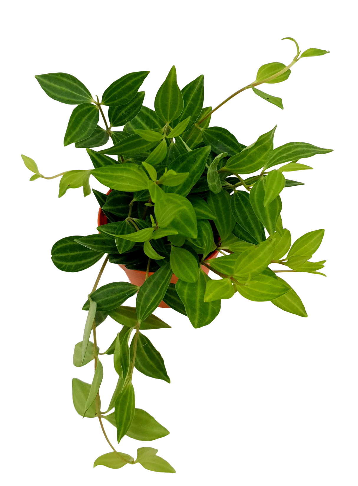 Peperomia Argulata