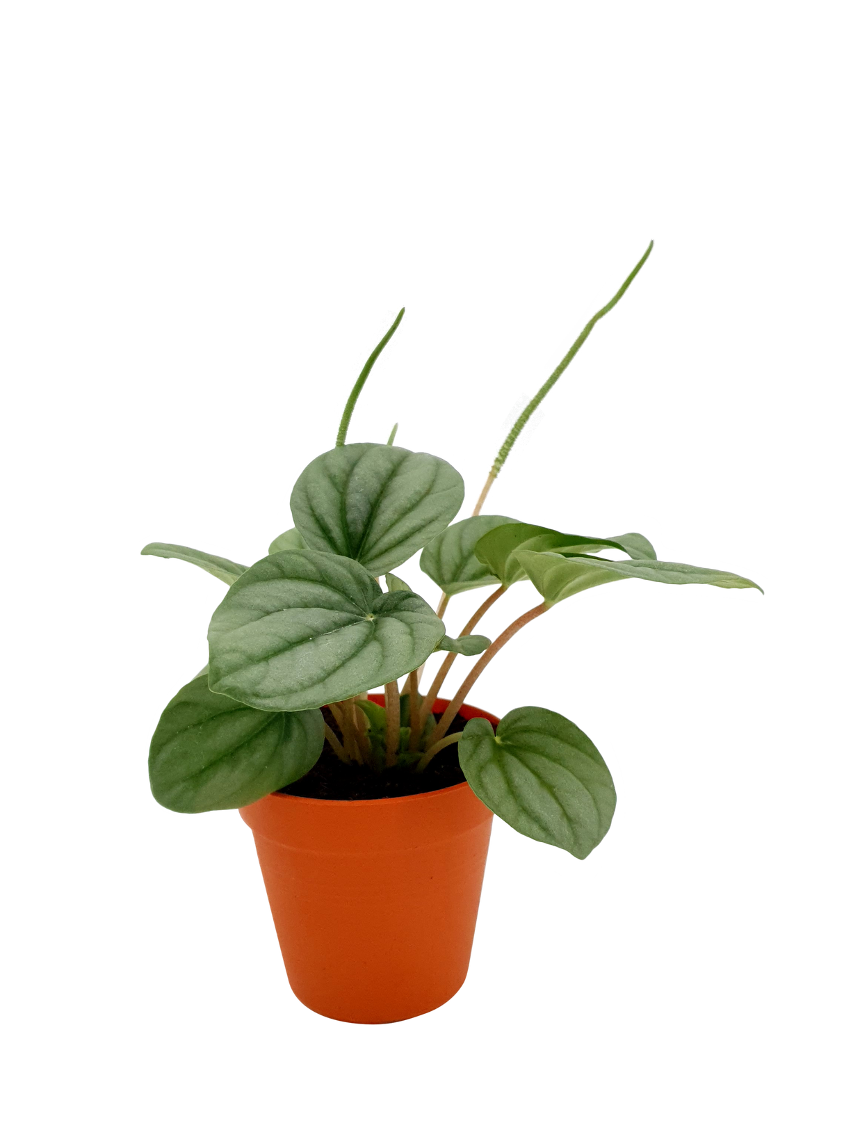 Peperomia Moonlight