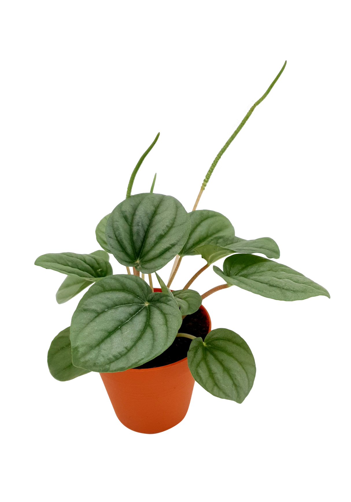 Peperomia Moonlight