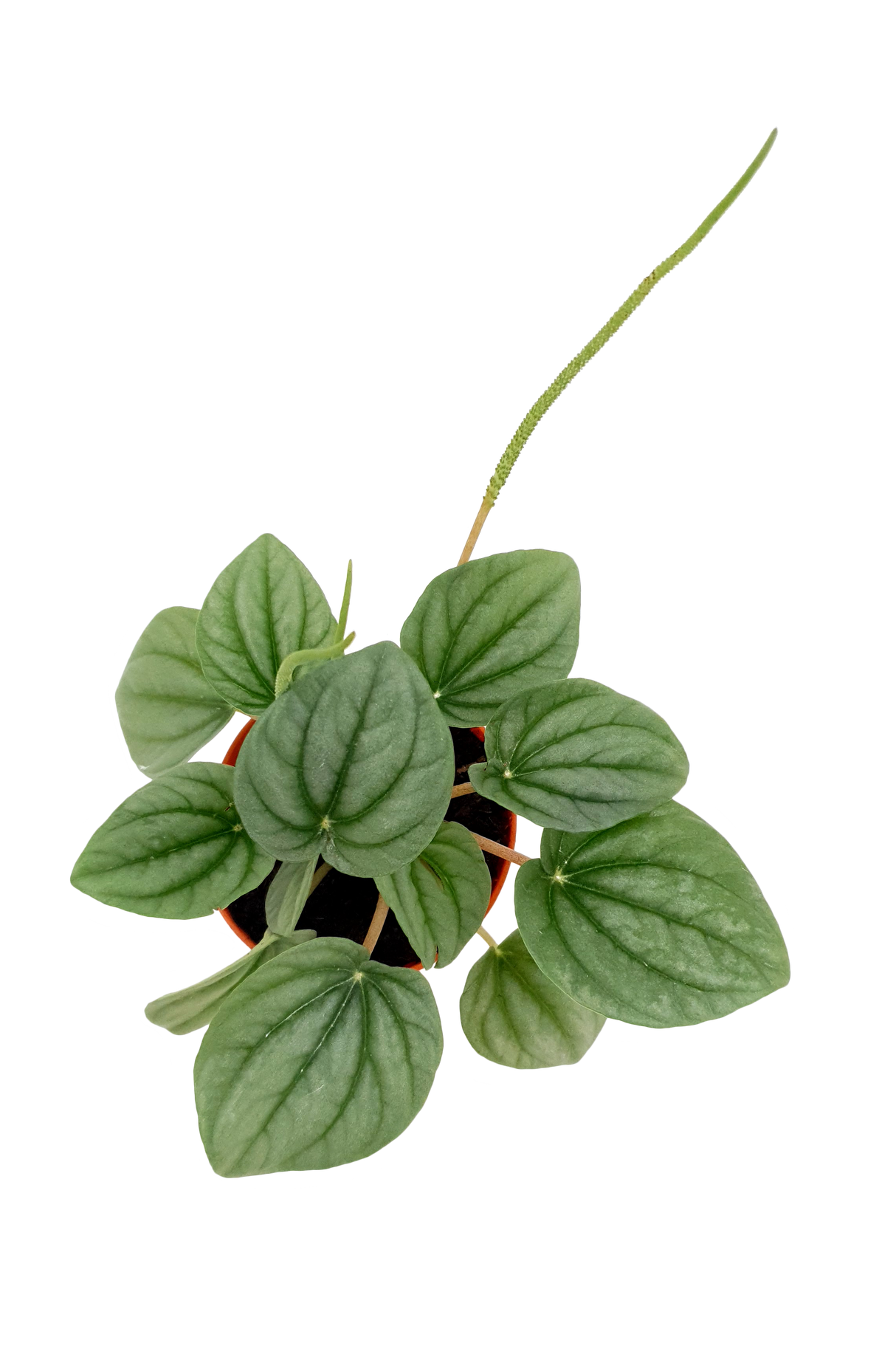 Peperomia Moonlight