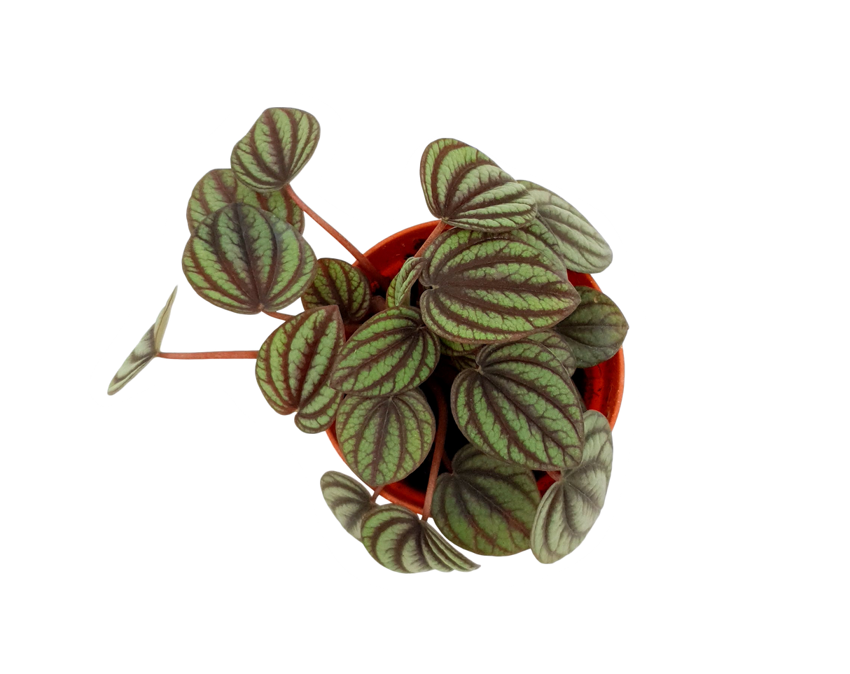 Peperomia Albovittata