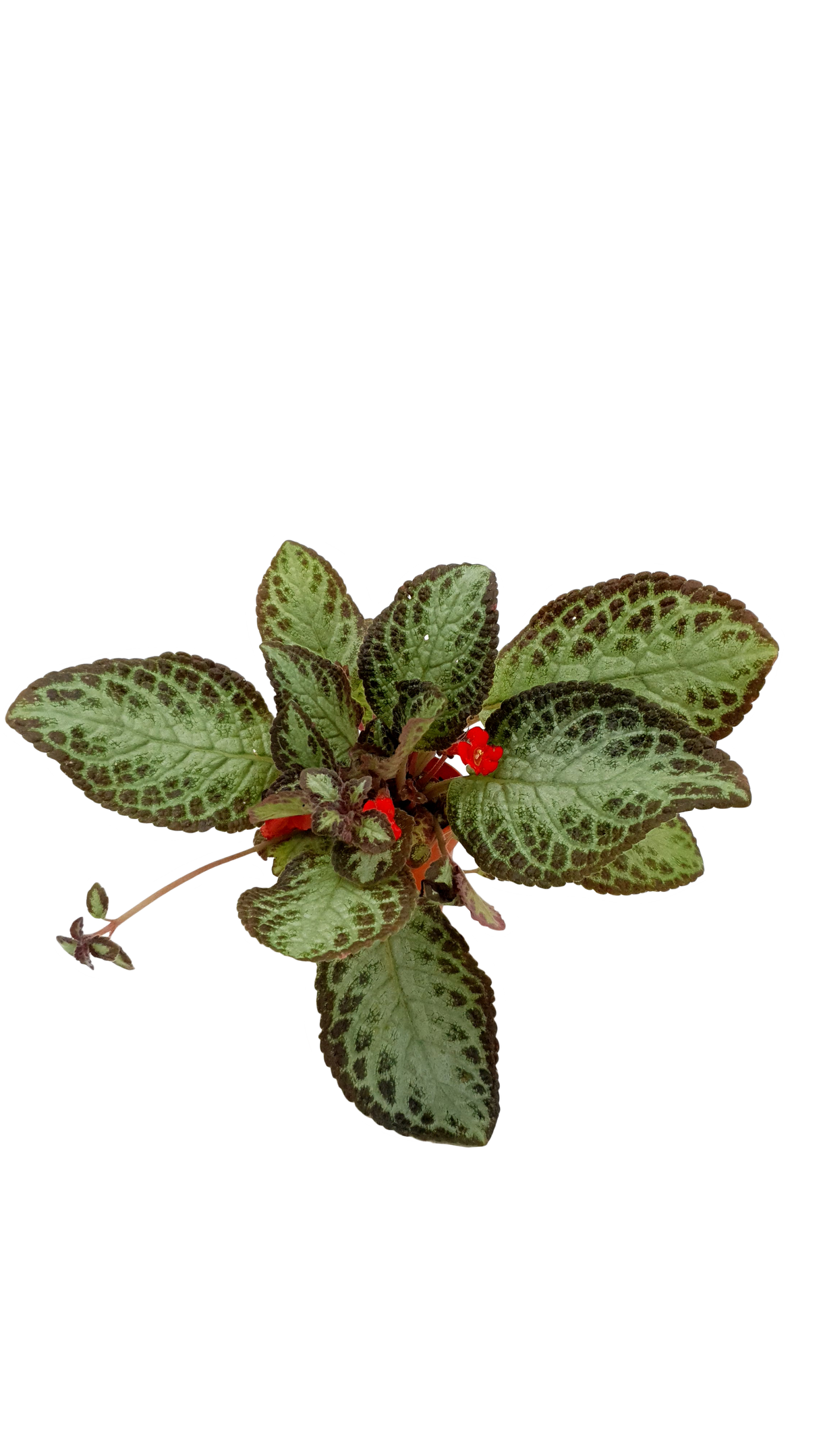 Episcia (Green/ Purple)