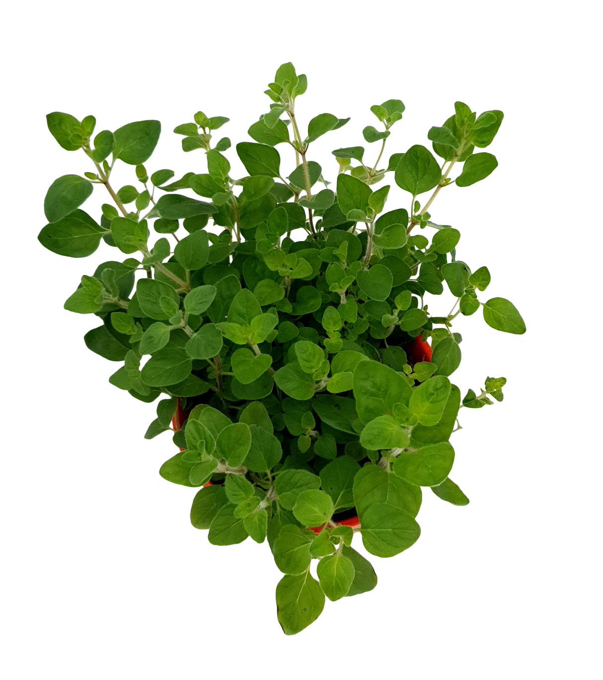 Marjoram