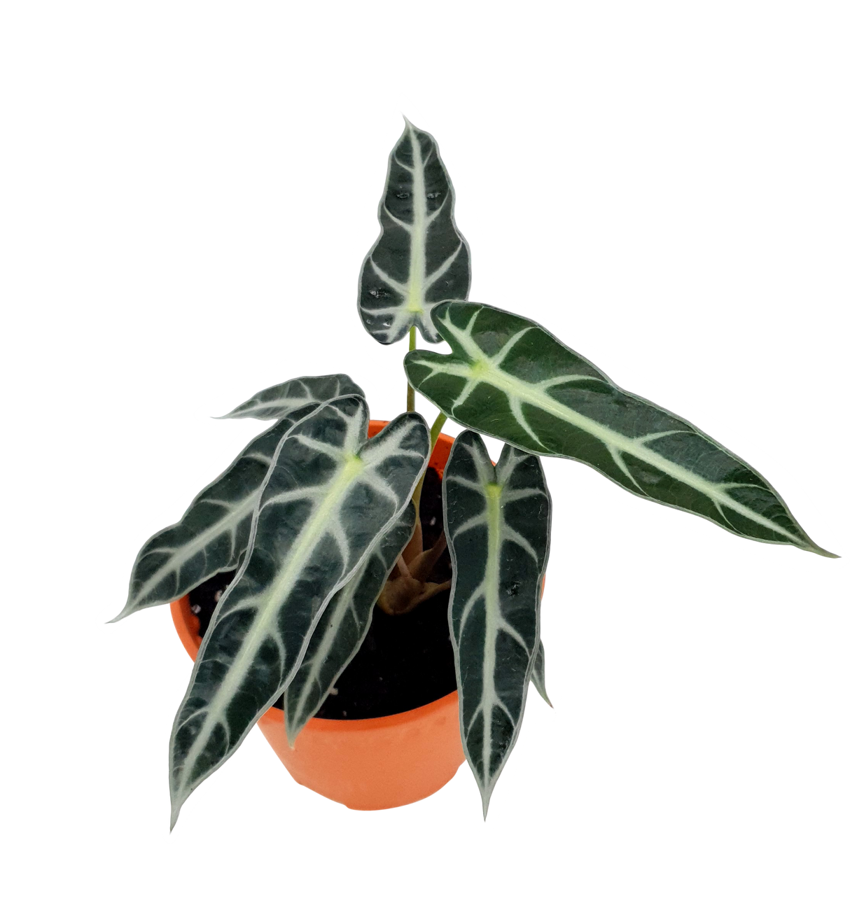 Alocasia Polly