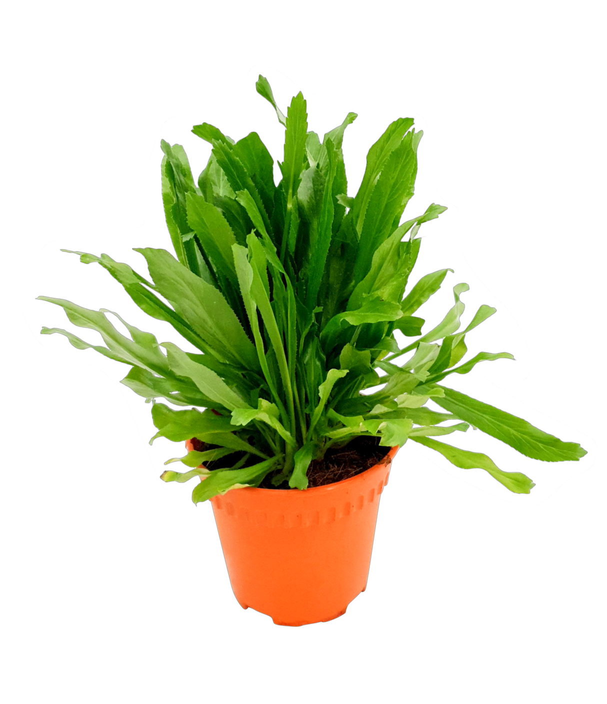 Herb plant in flowerpot.