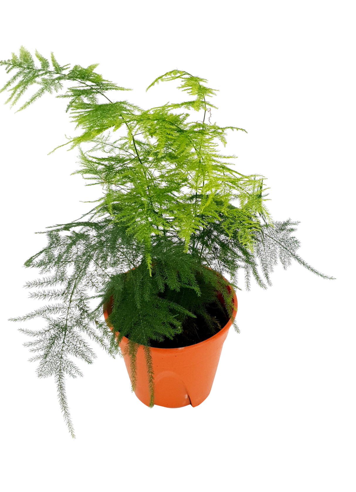 Asparagus Setaceus Plant 15cm Pot