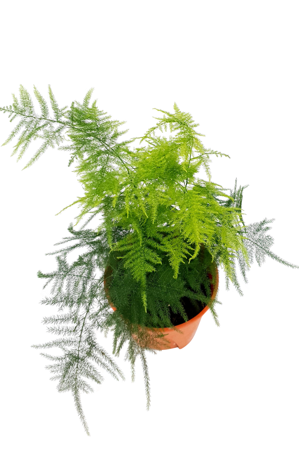 Asparagus Setaceus Plant 15cm Pot