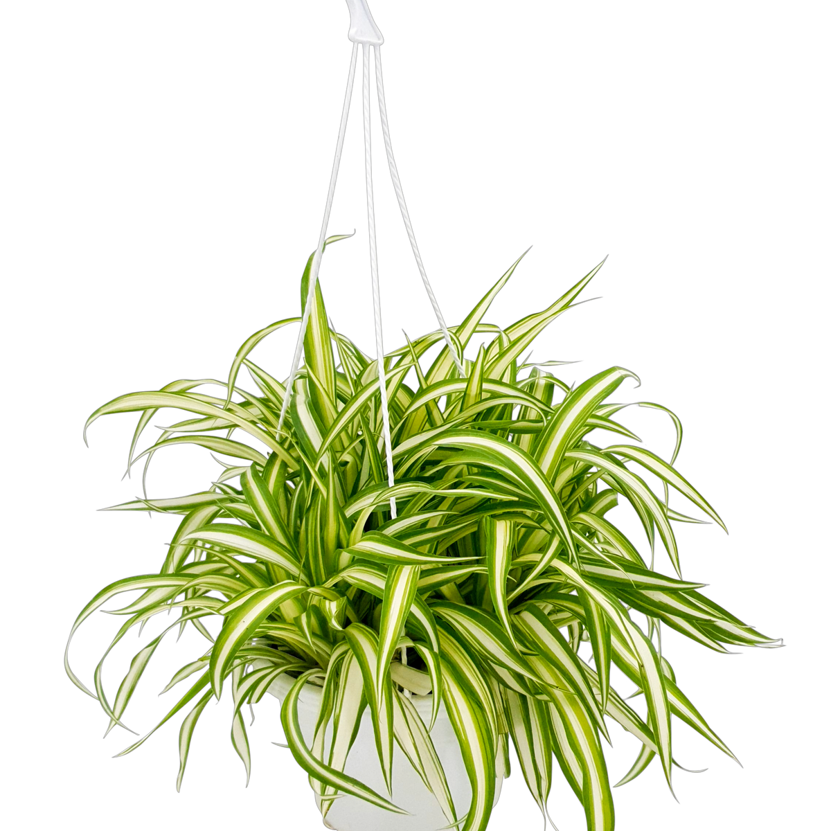 spider plant 中文 Chlorophytum (Spider Plant)