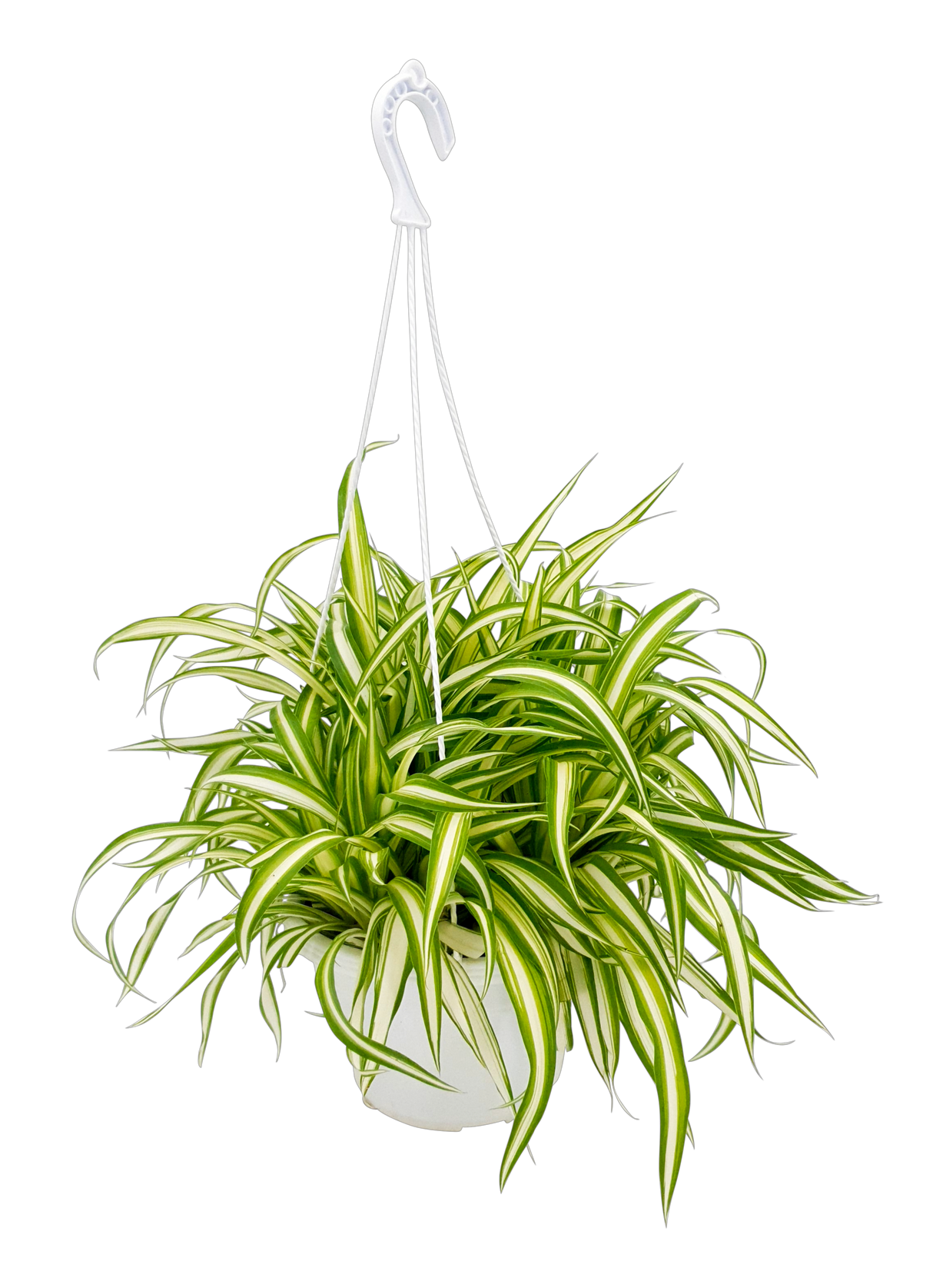 Chlorophytum (Spider Plant)