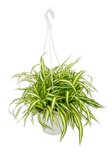 Chlorophytum (Spider Plant)