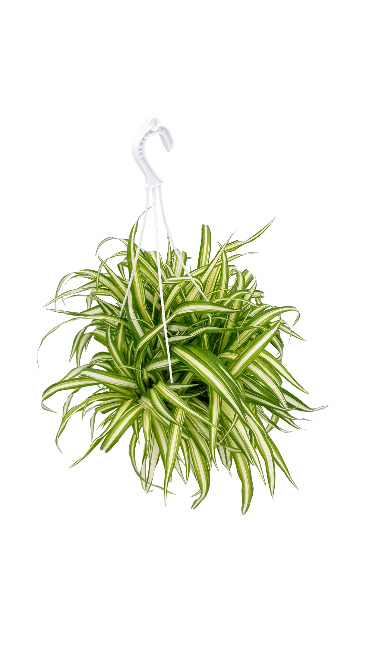 Chlorophytum (Spider Plant)