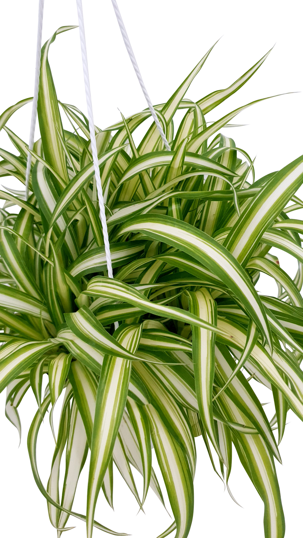 Chlorophytum (Spider Plant)