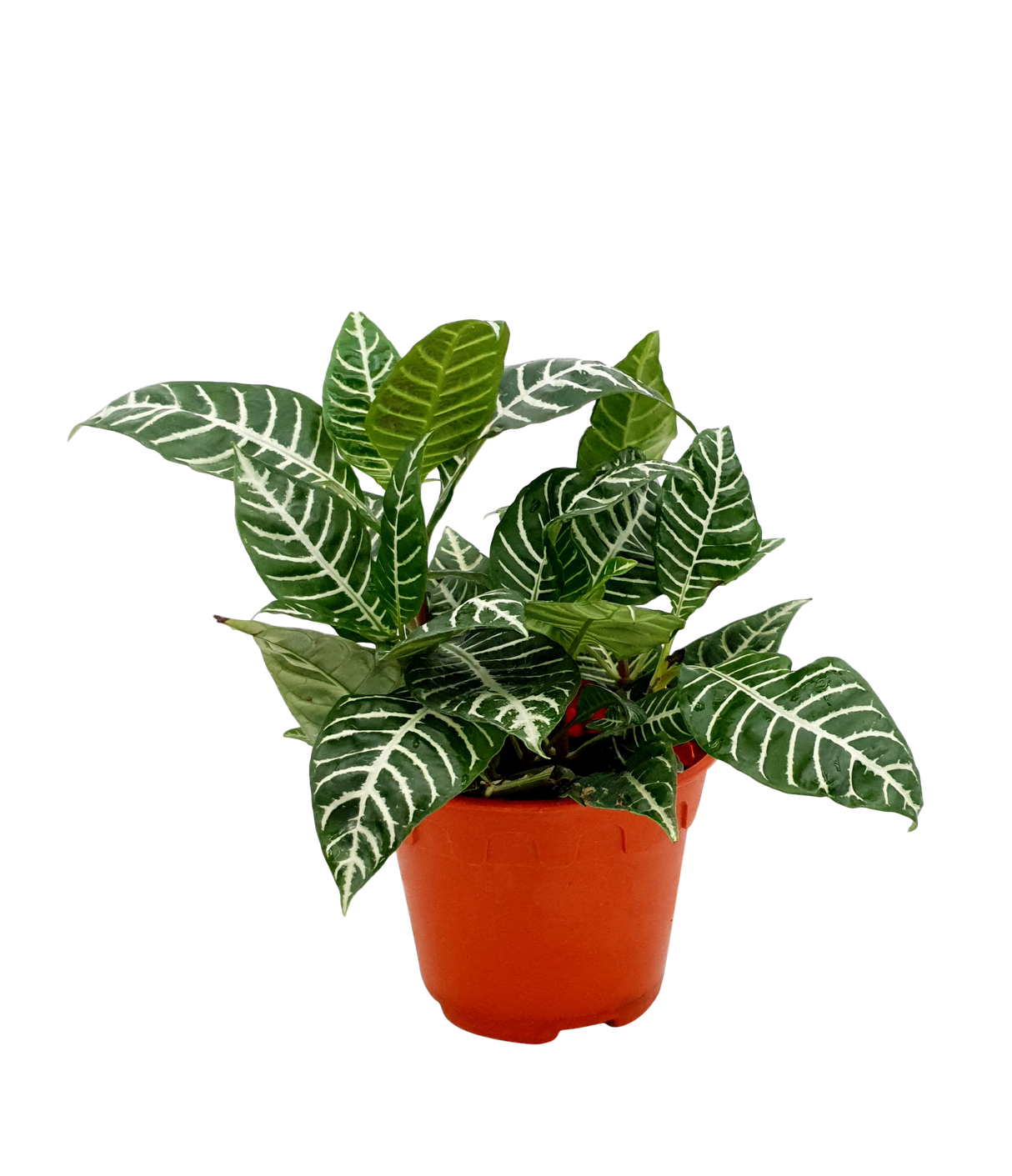 Aphelandra Squarrosa