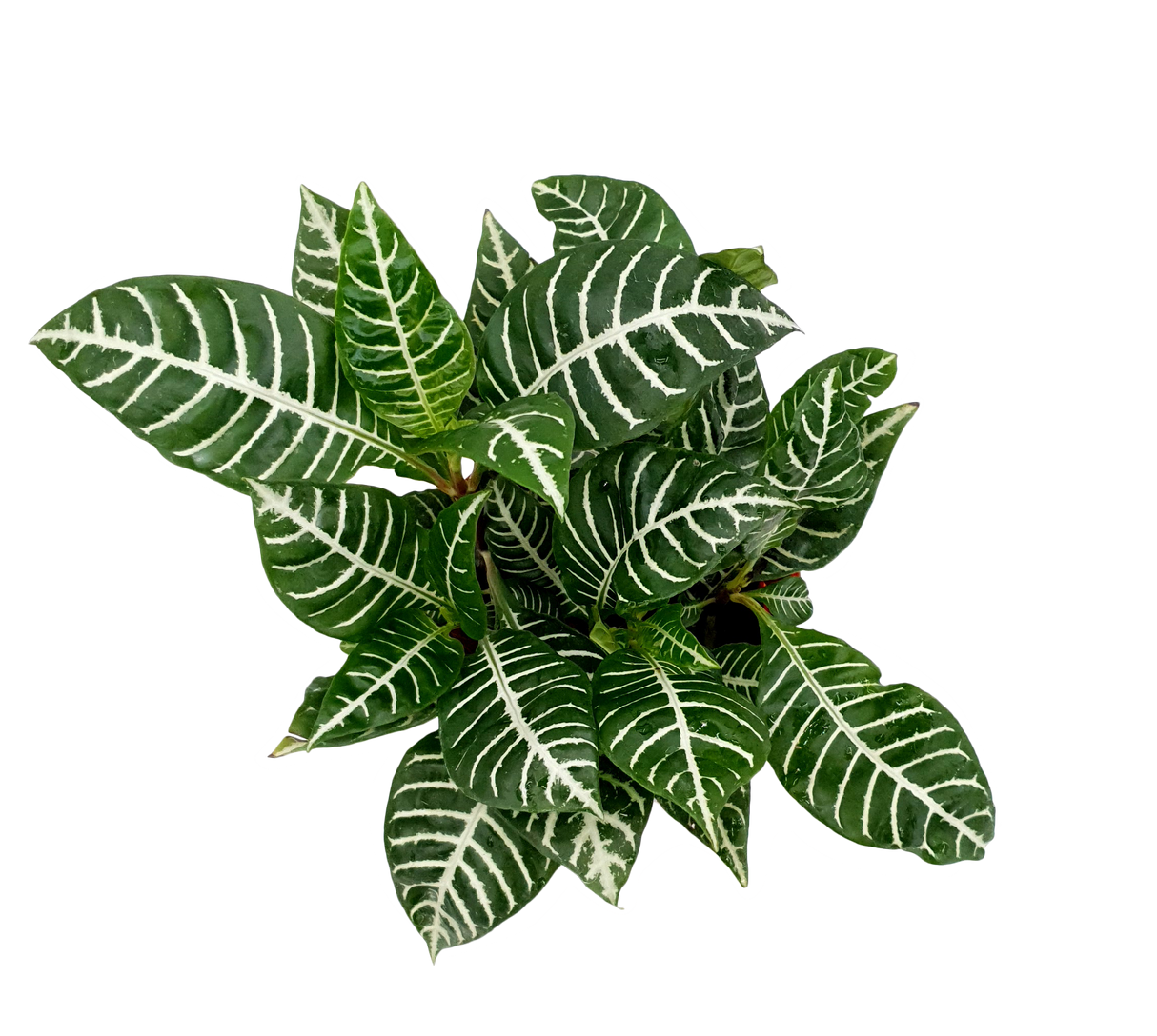 Aphelandra Squarrosa