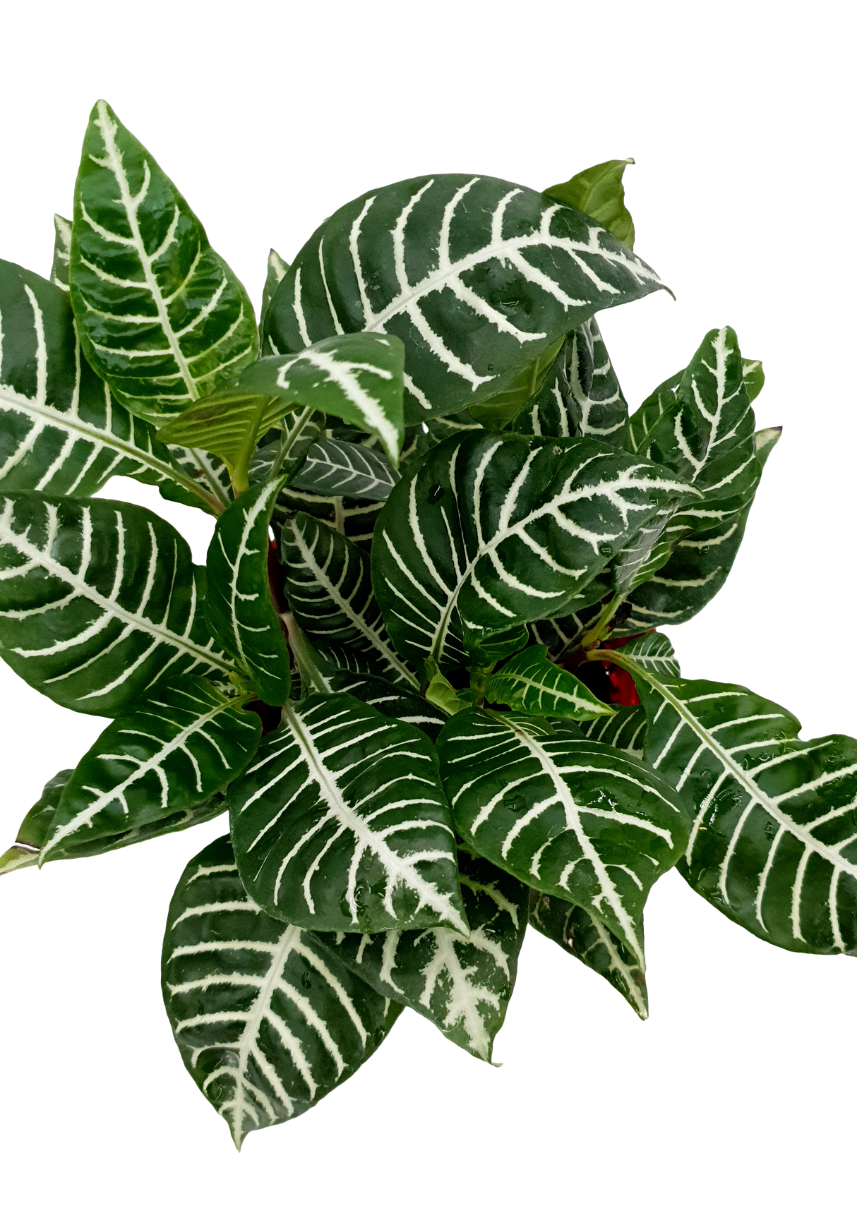 Aphelandra Squarrosa