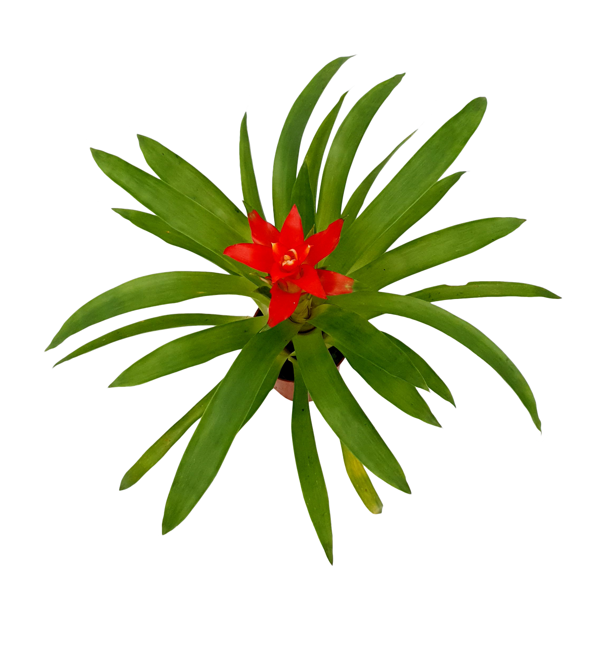Guzmania Plant 1 Head (凤梨花)