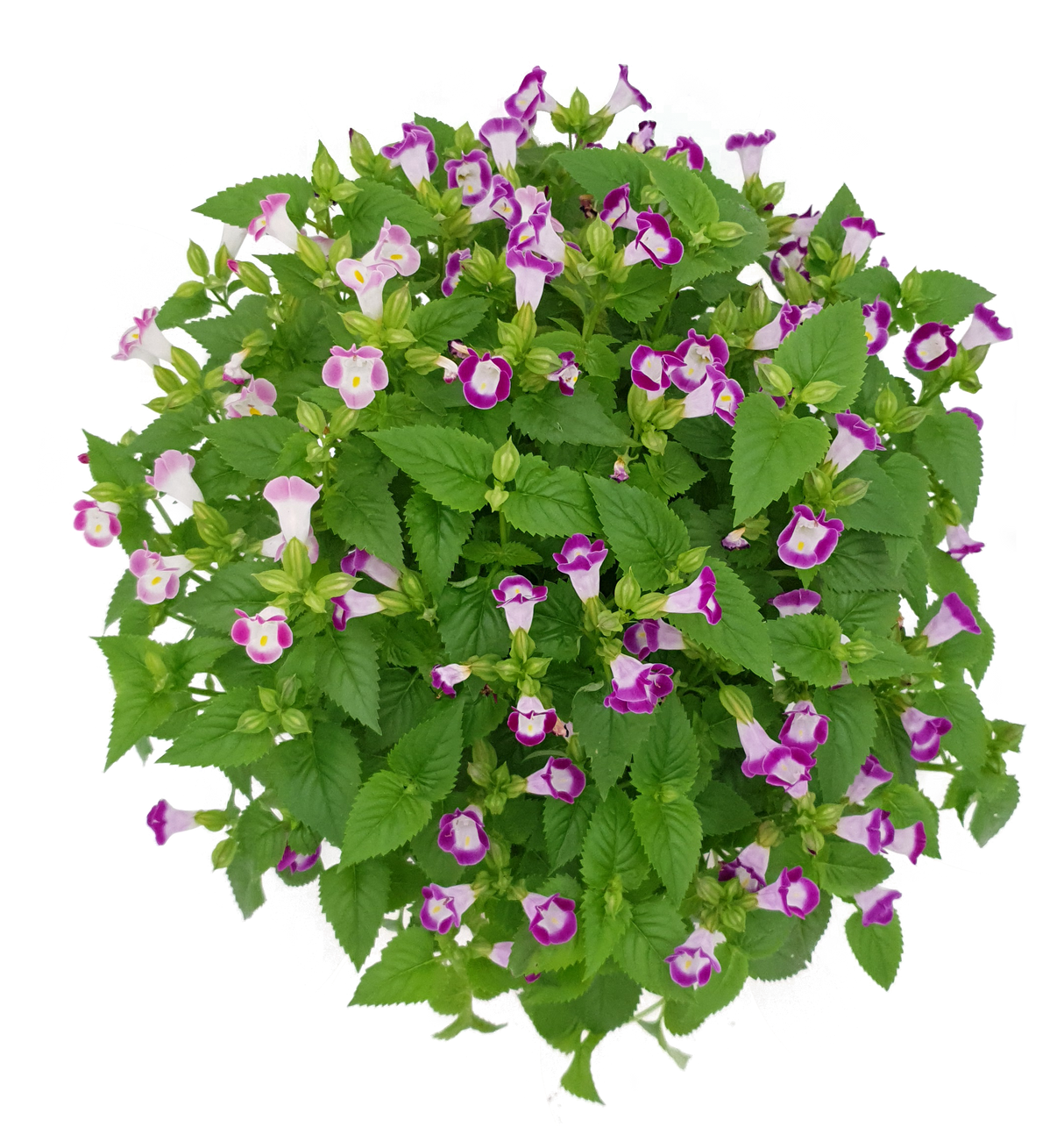 Torenia No.5