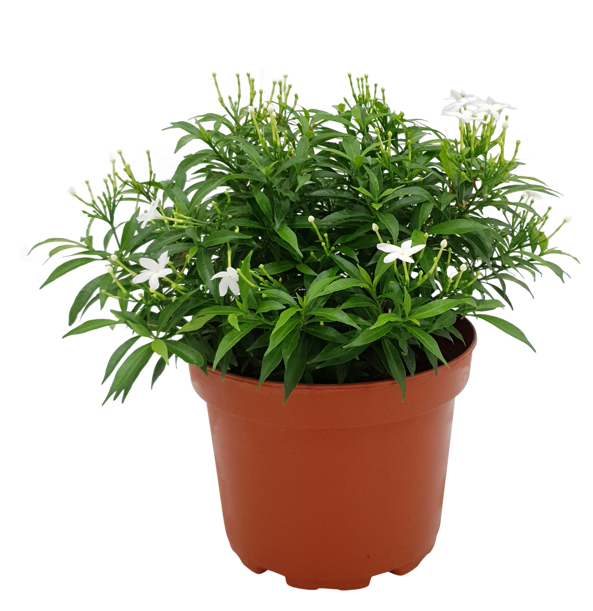 Tabernaemontana (Crape Jasmine)