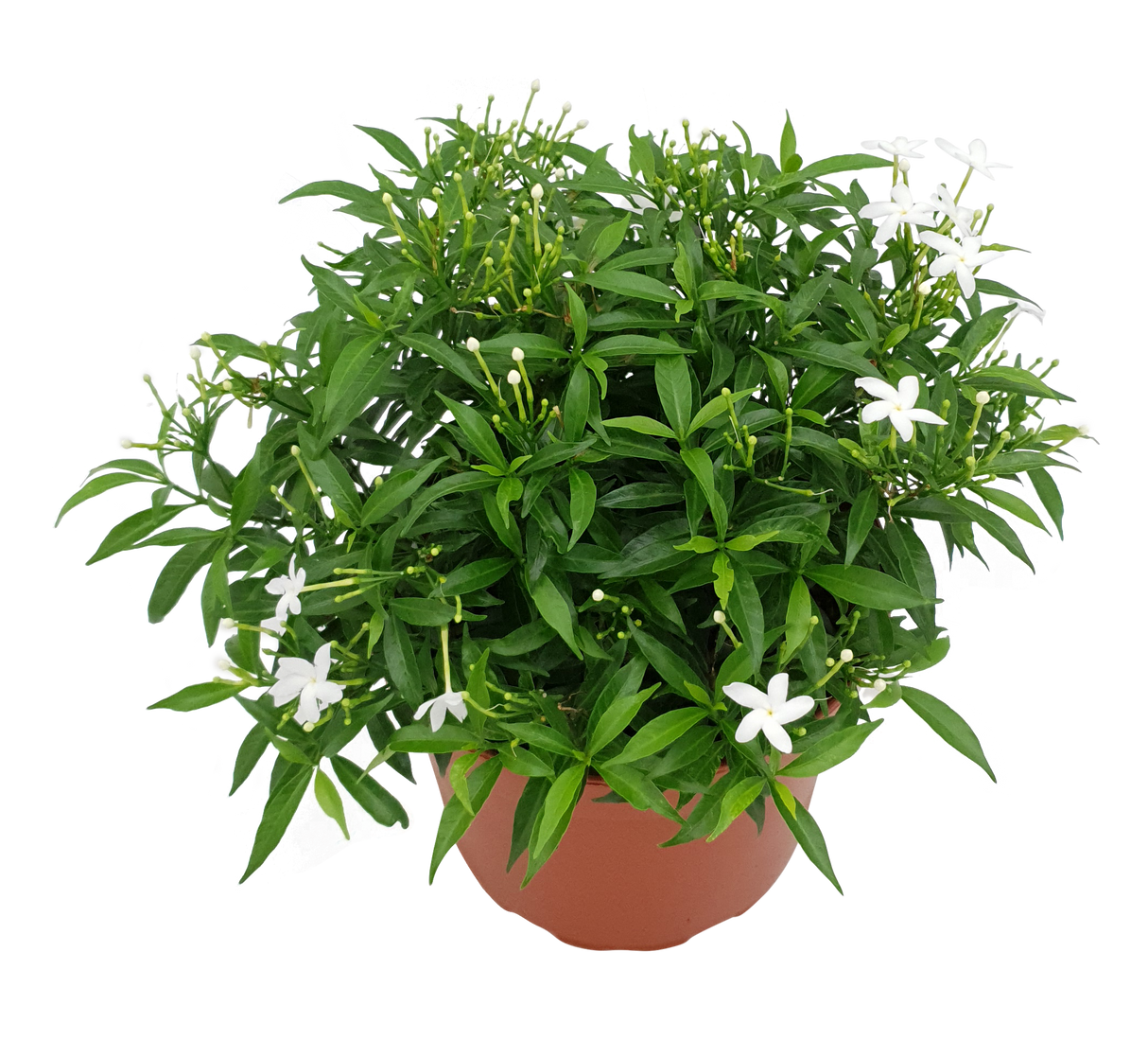 Assorted houseplants including jasmine, geraniums, and lobelias.