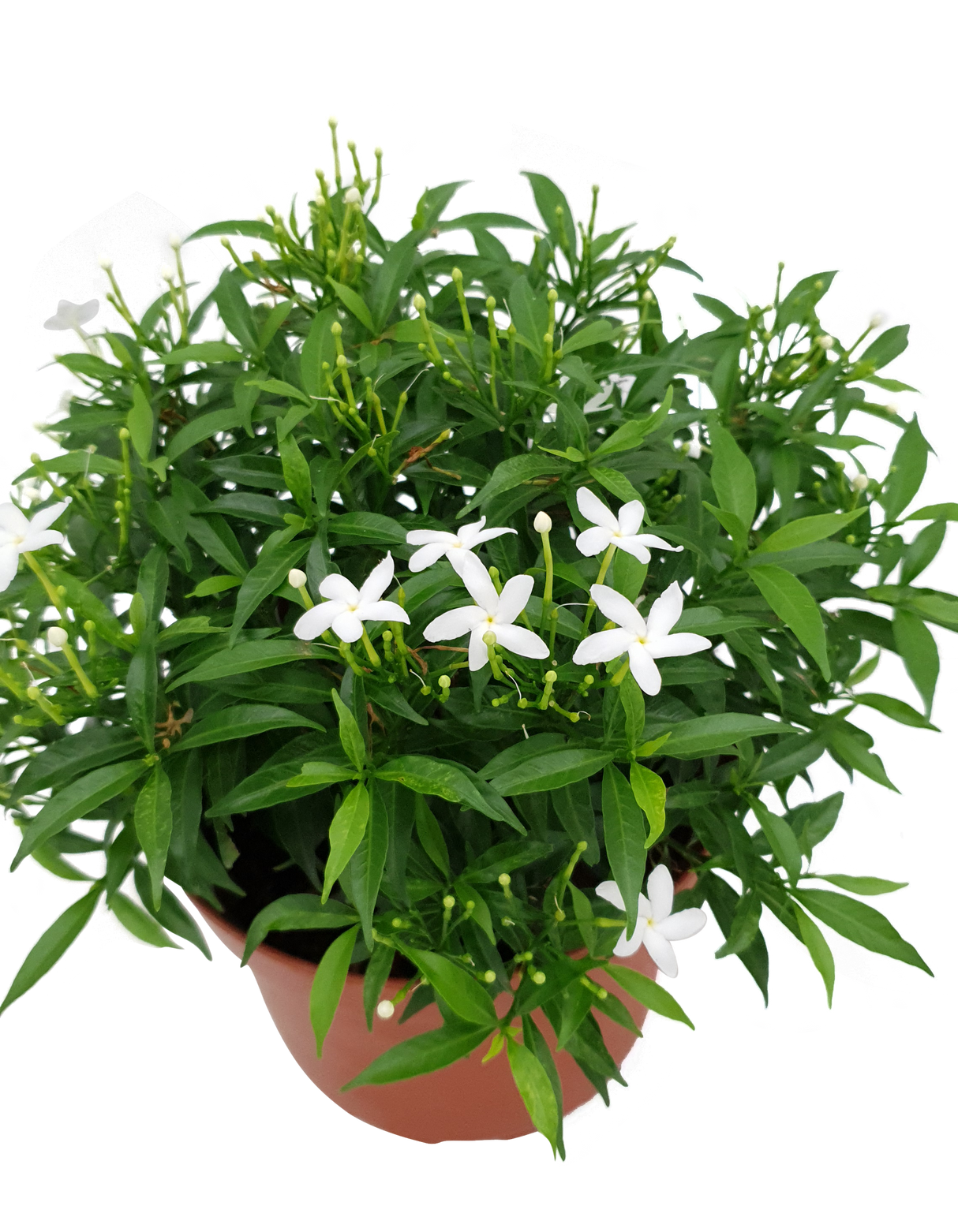 Tabernaemontana (Crape Jasmine)