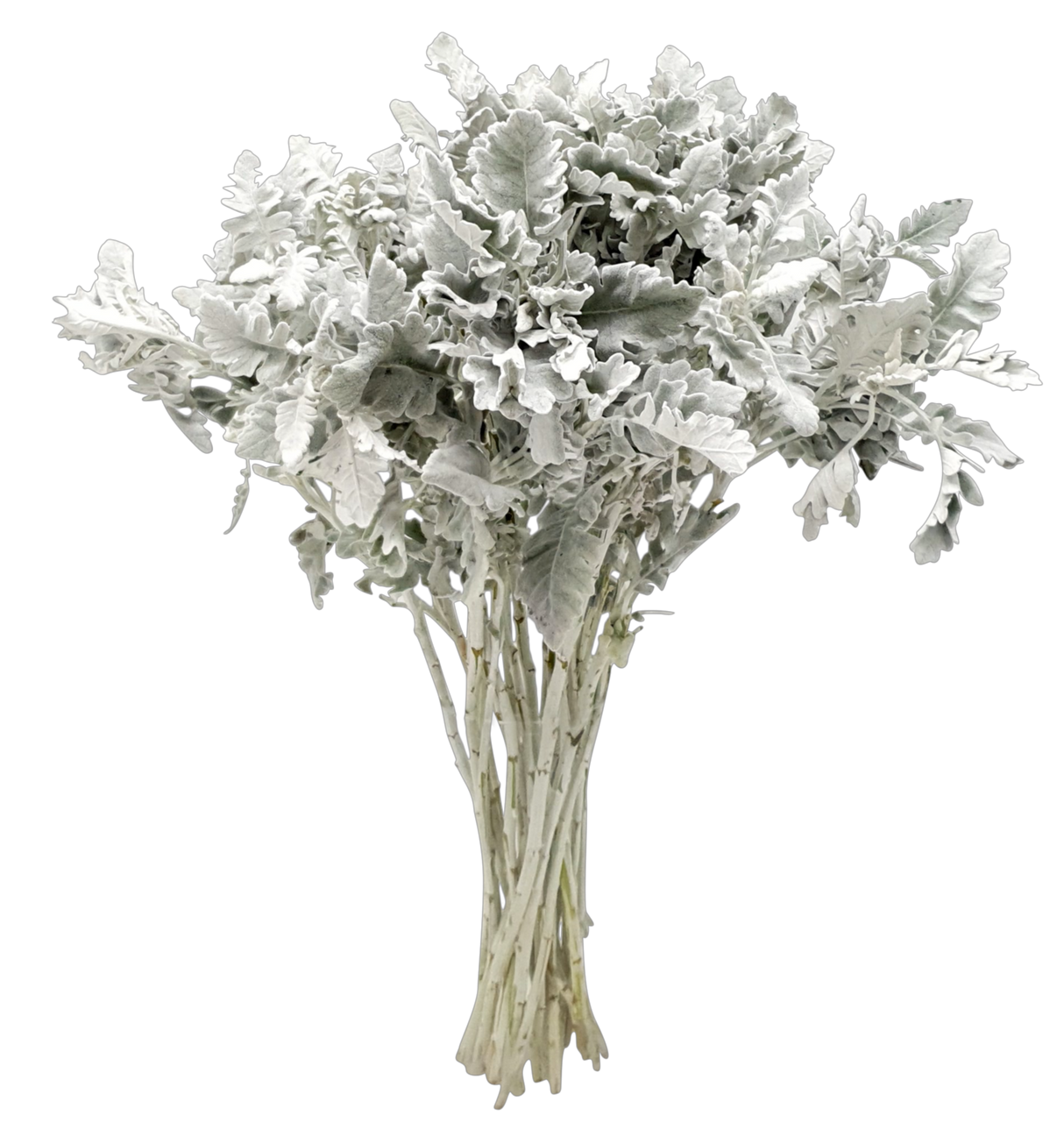 Silver Leaf Dusty Miller (China)
