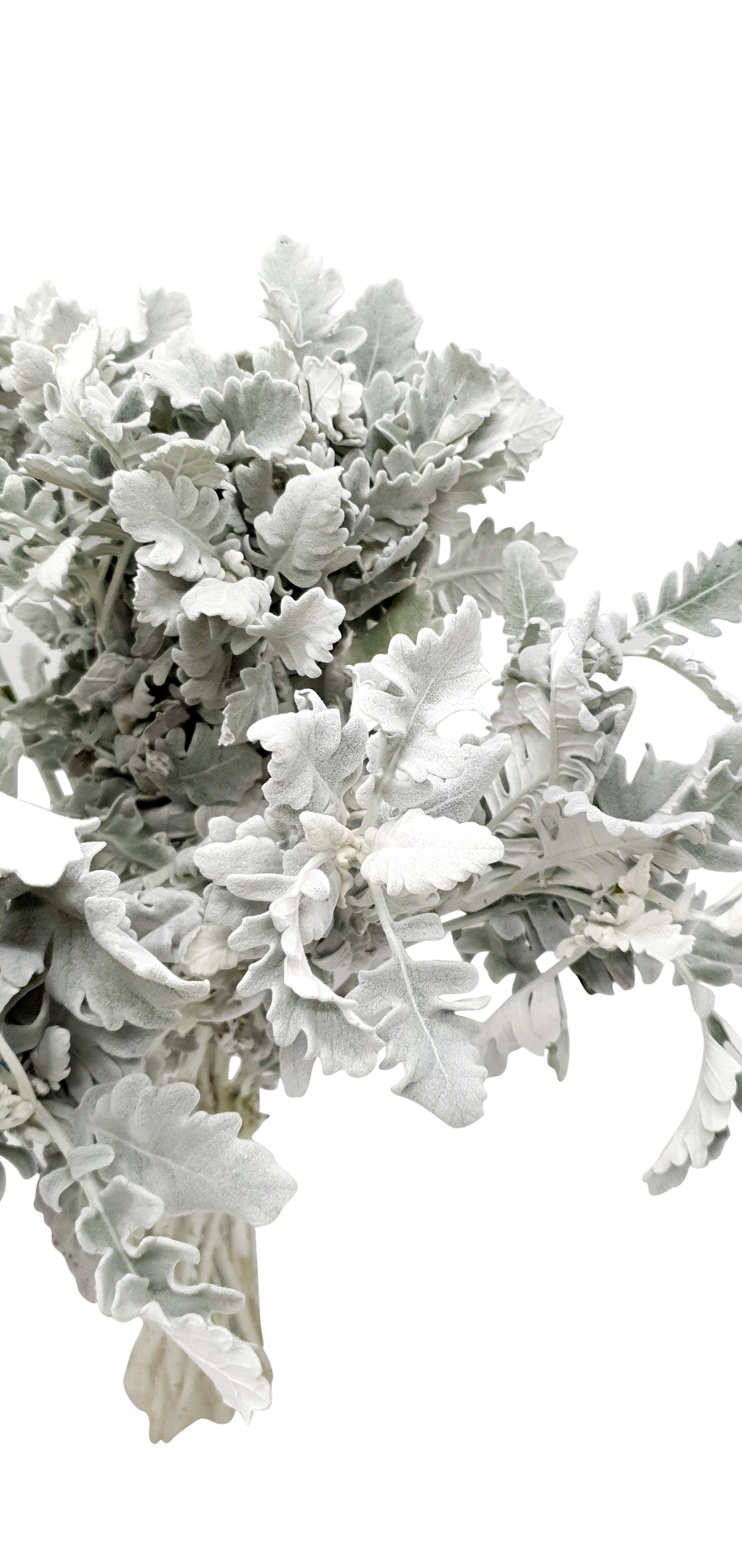 Silver Leaf Dusty Miller (China)