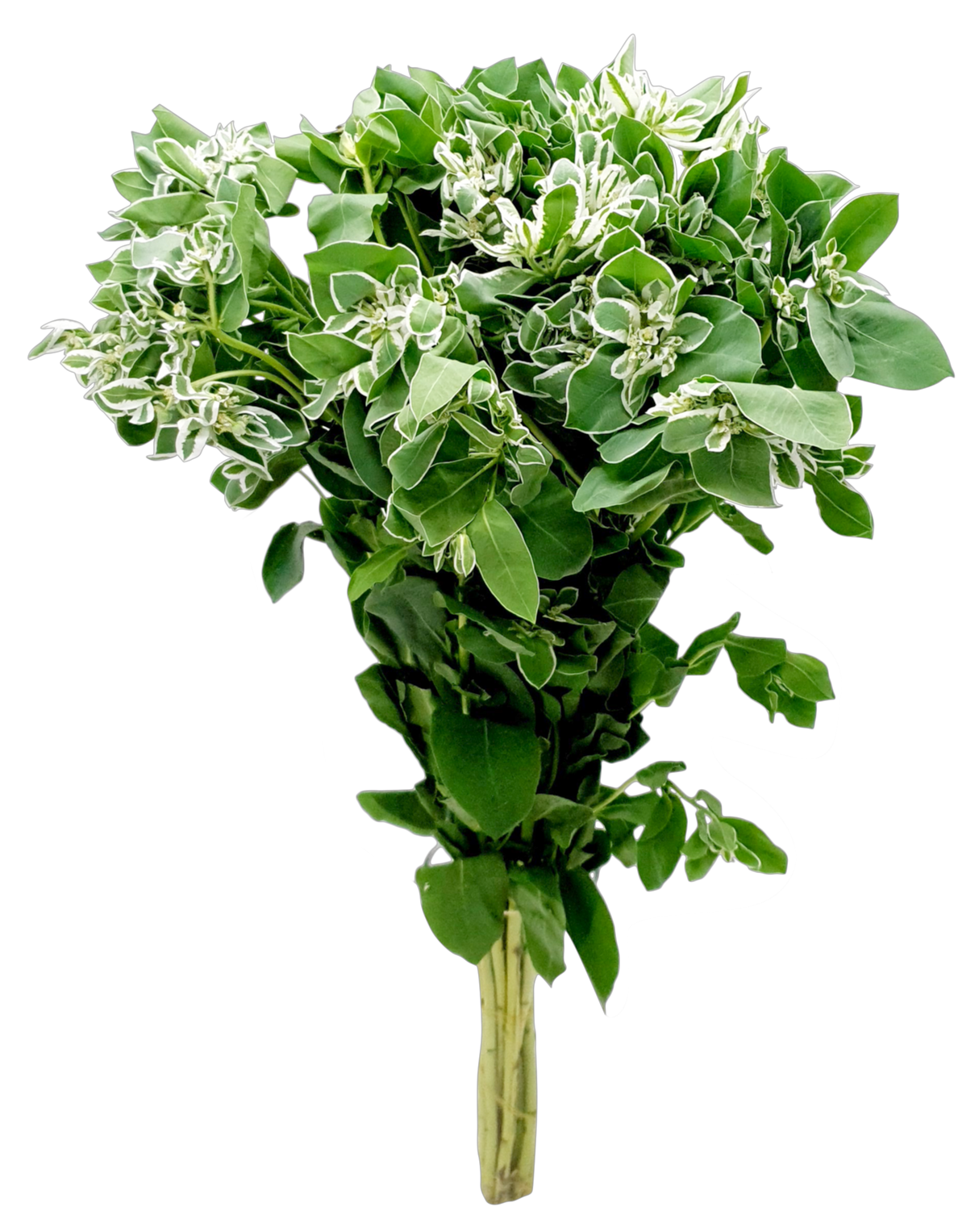 Yellow garden rose bouquet with petals.