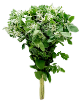 Euphorbia Marginata (China)