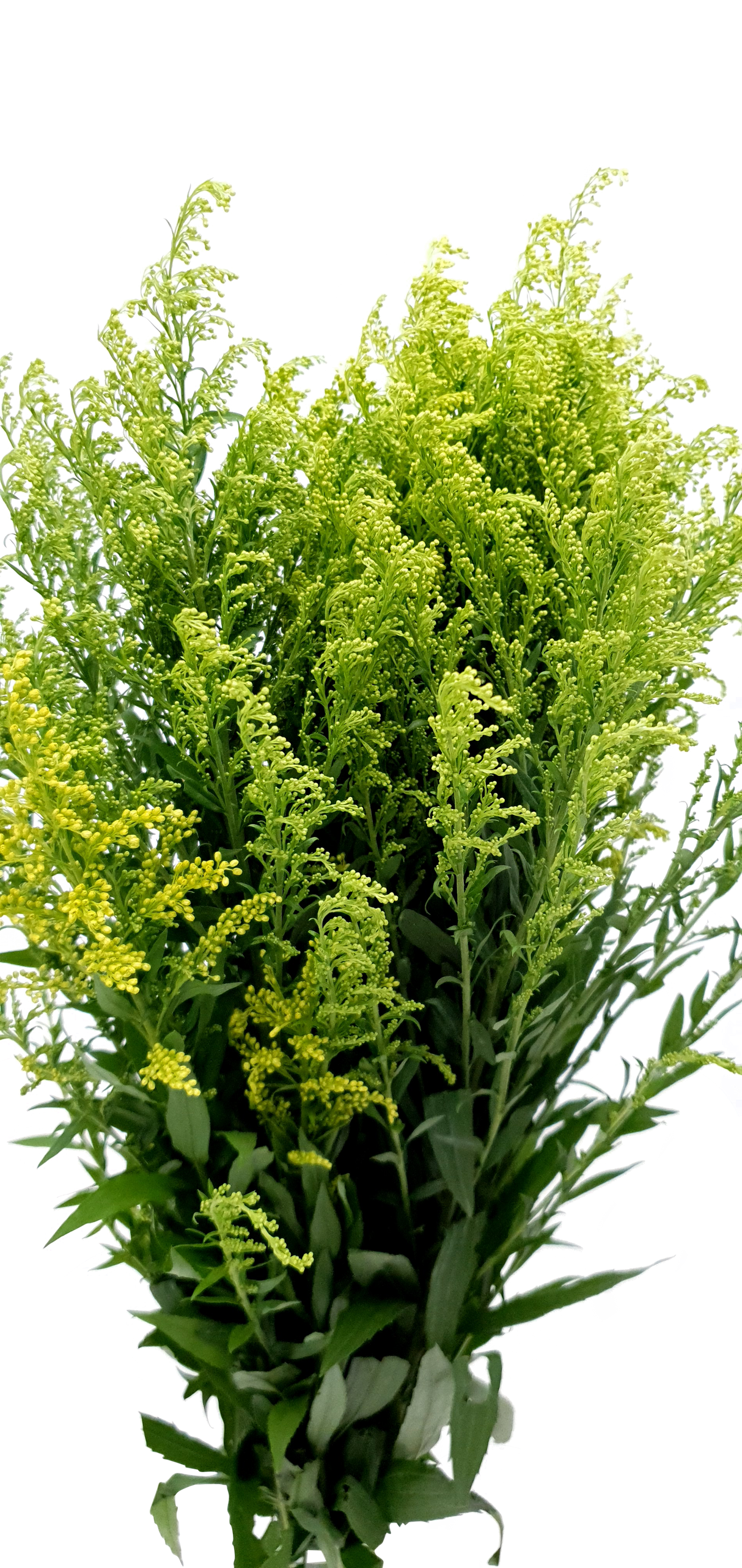 Peacock Yellow (Malaysia)