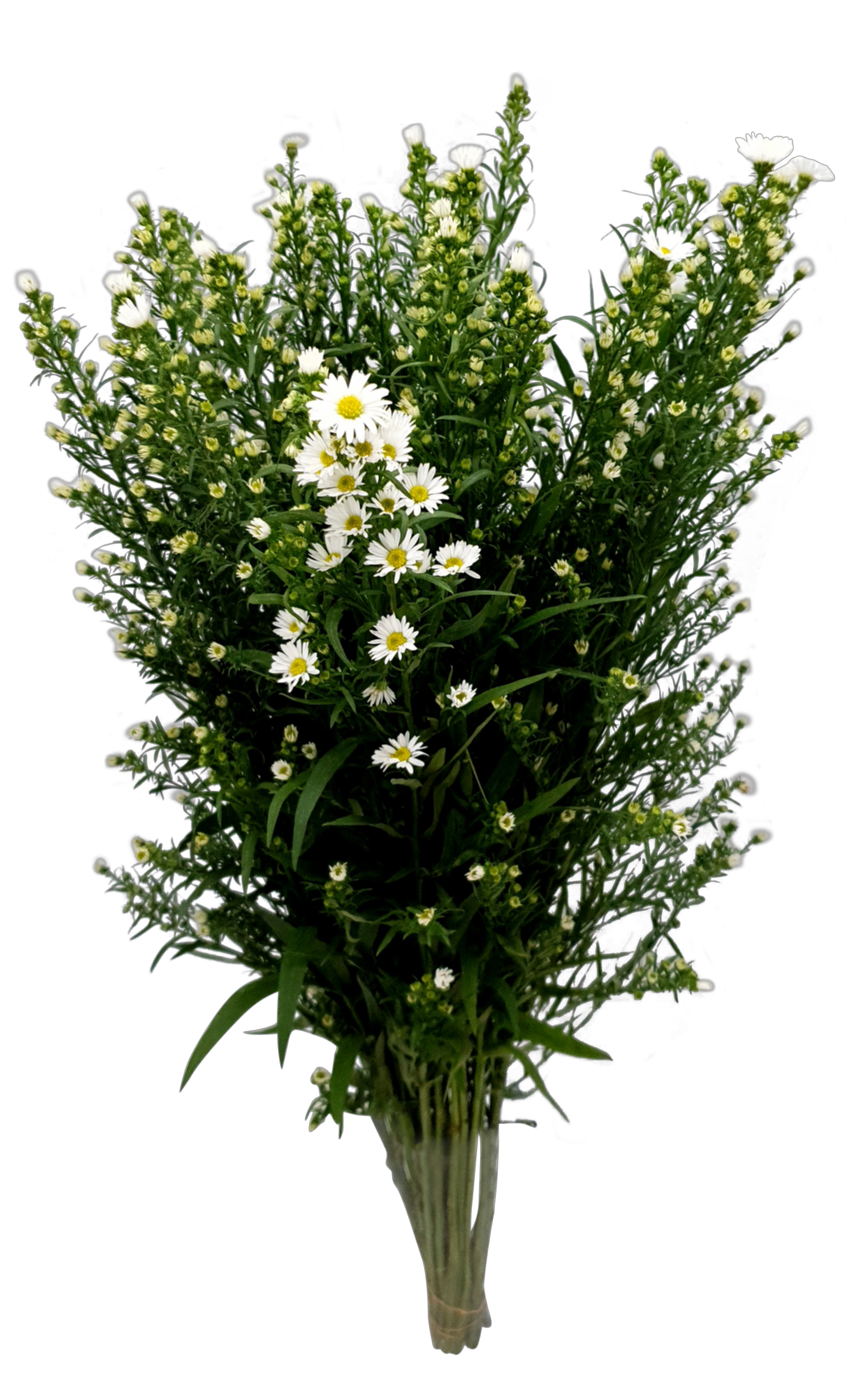 Peacock White (Malaysia)