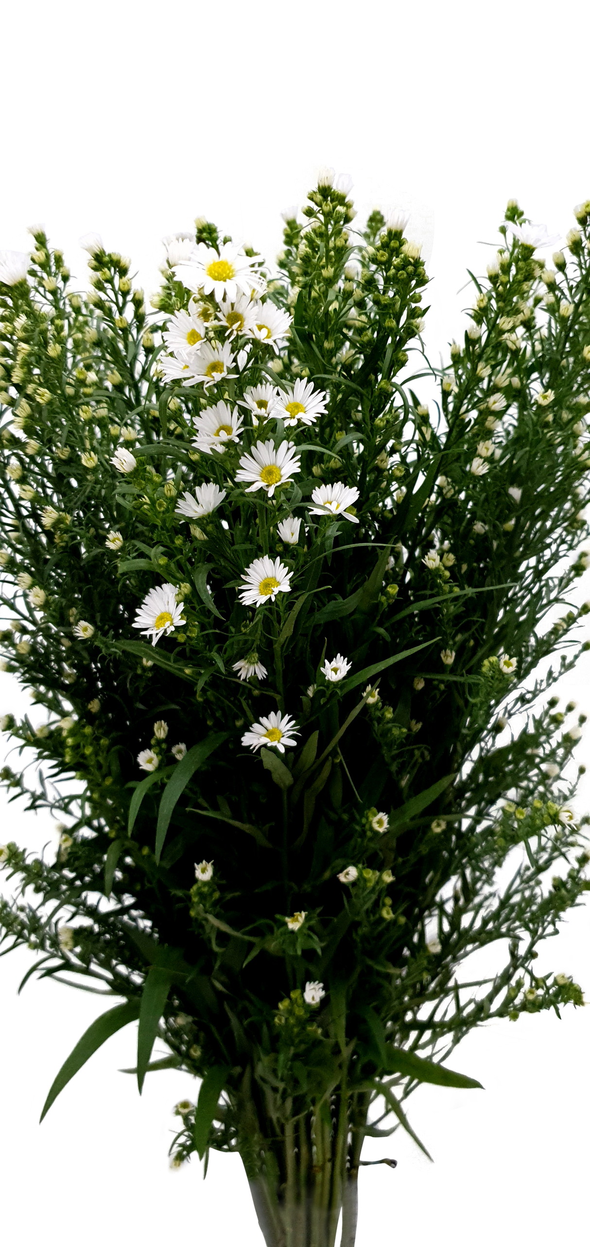 Peacock White (Malaysia)