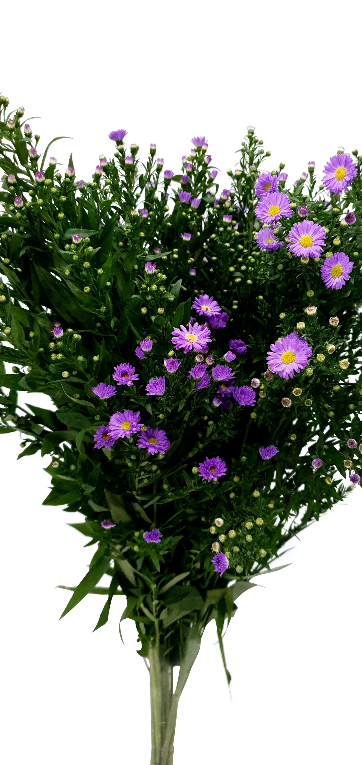 Peacock Blue (Malaysia)