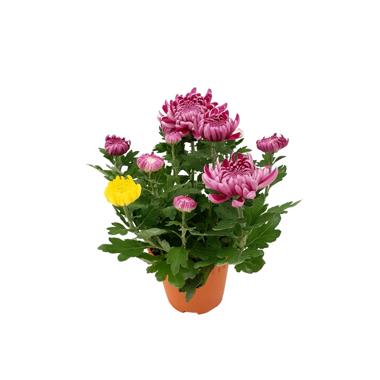 Chrysanthemum (Small)