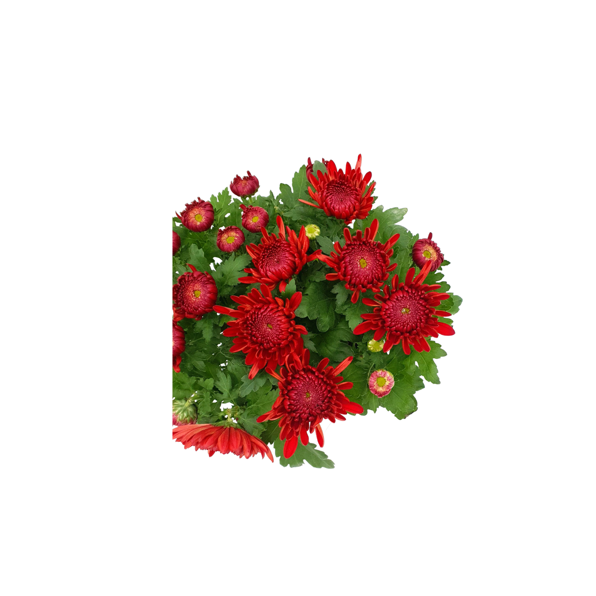 Chrysanthemum (Small)