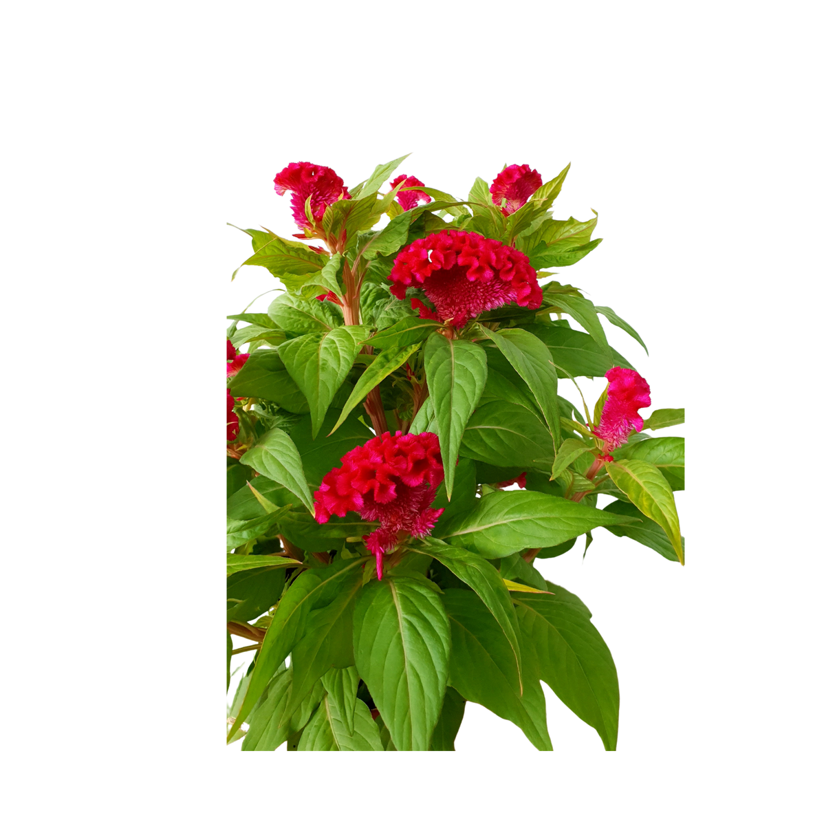 Cockcomb 鸡冠花 No.5